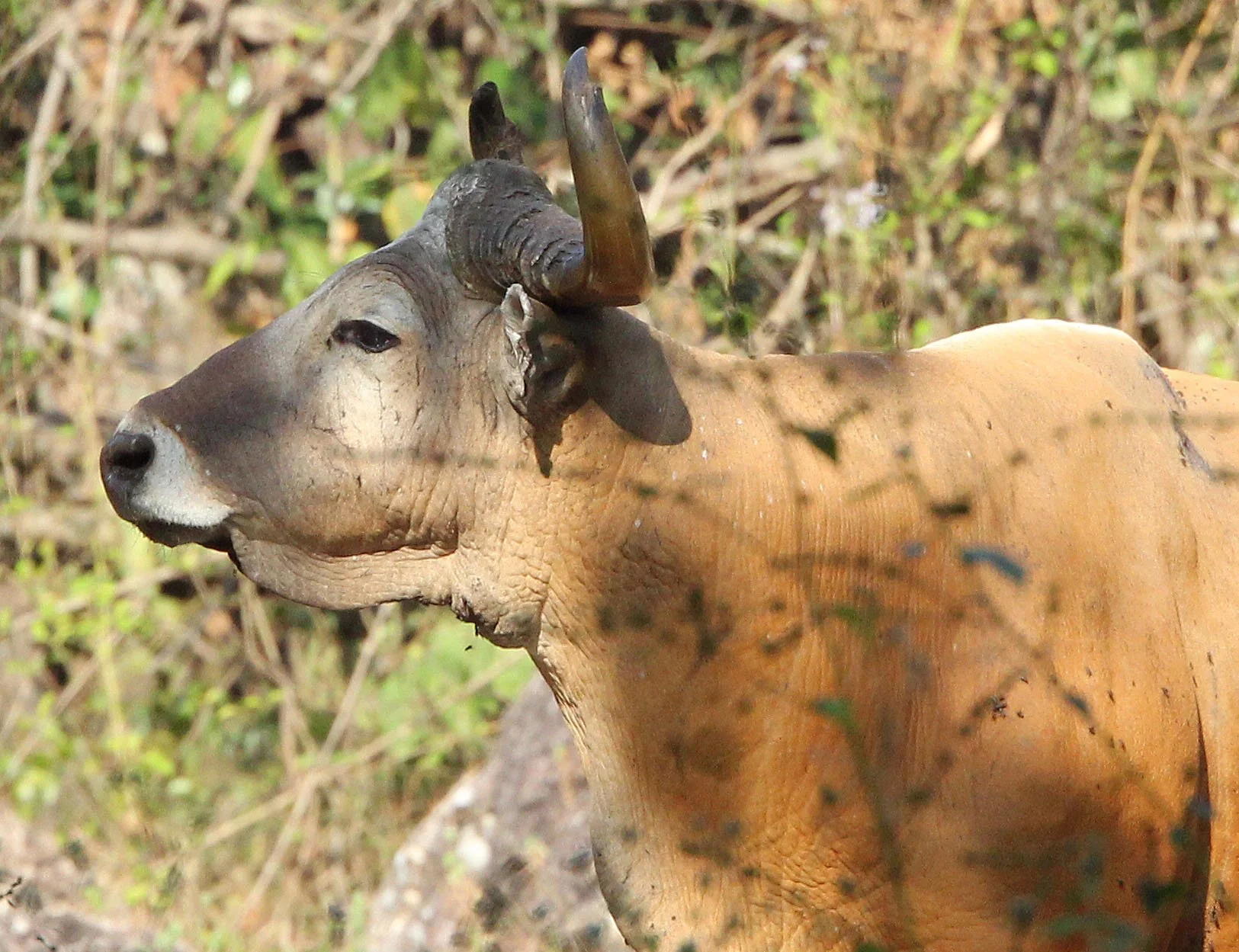 Massive bull Banteng (Bos javanicus) in Huai Kha Khaeng