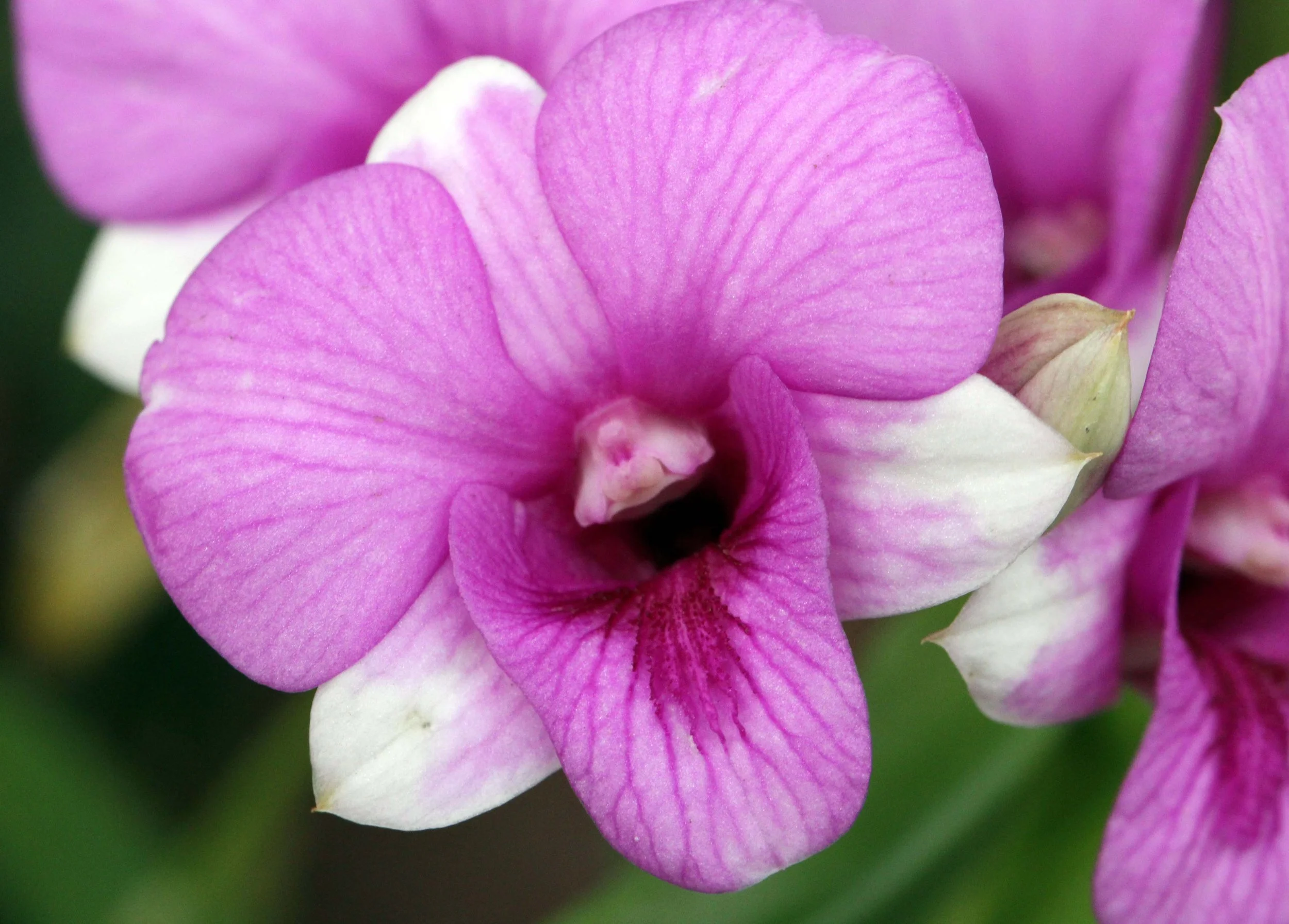 2013 Ayutthaya ISB Passion Day (113).JPG