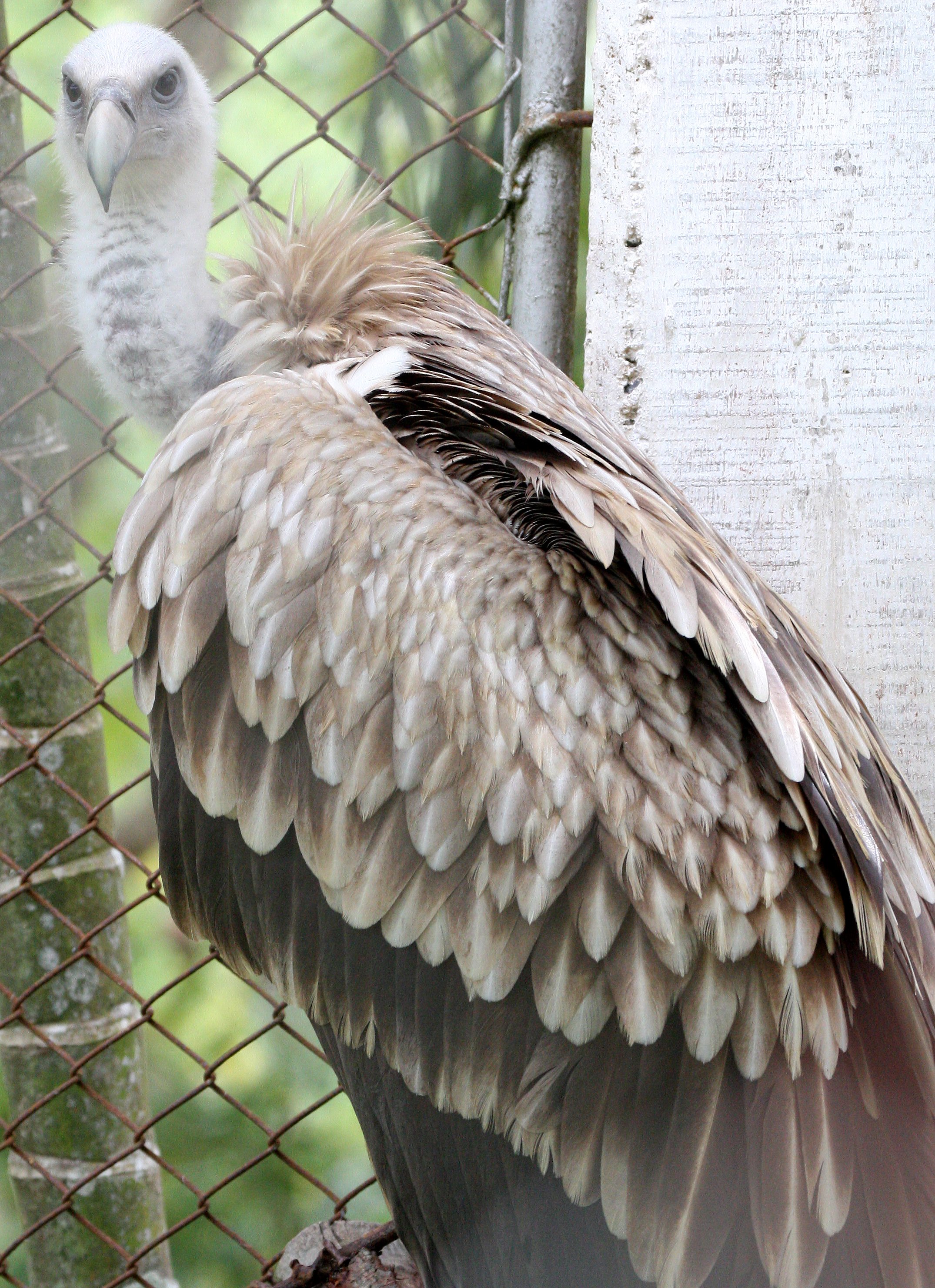 Gyps indicus - LONG-BILLED VULTURE - NAKHONSITHAMMARAT ZOO THAILAND (3).JPG