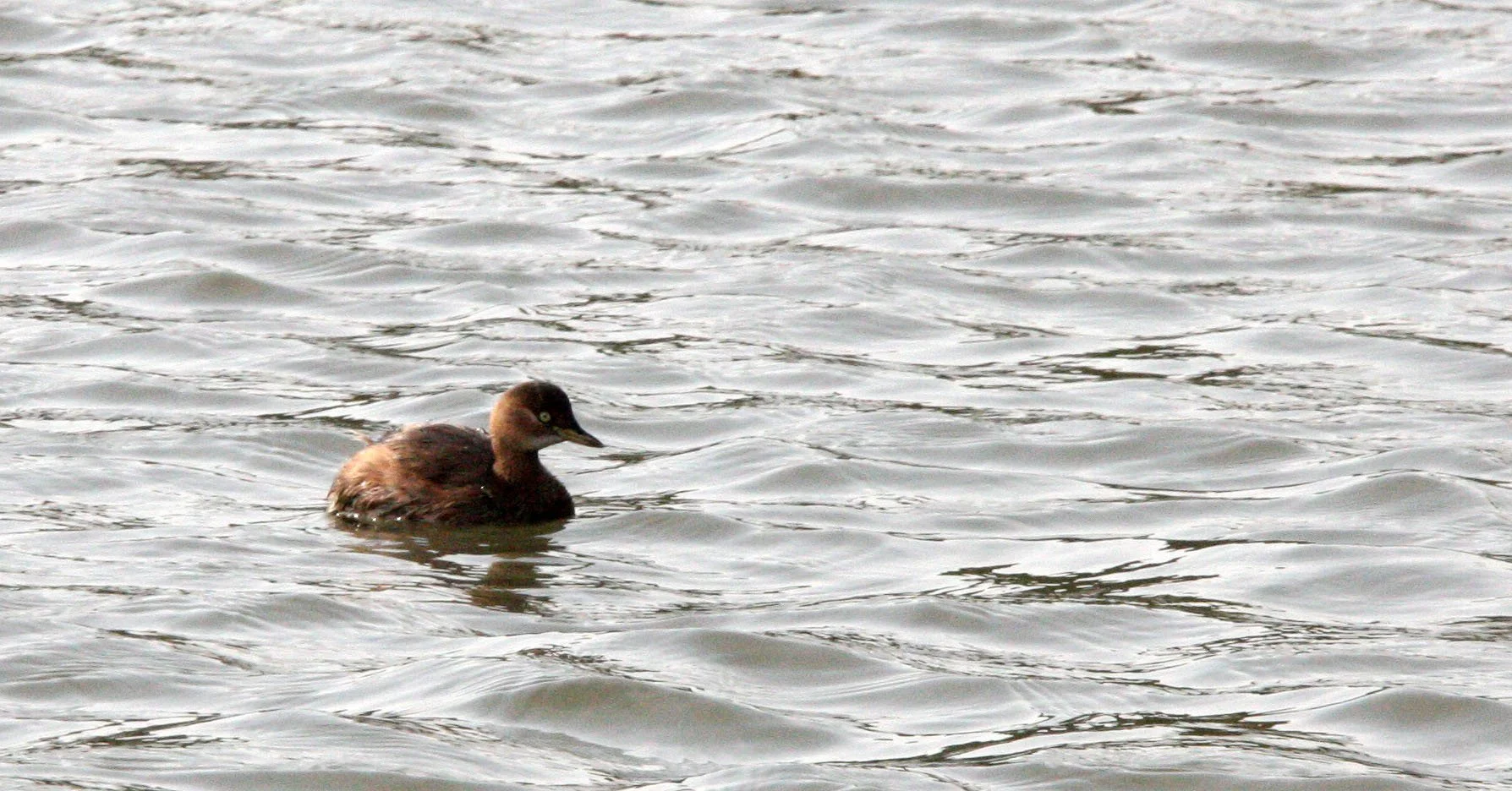 Little Grebe (Tachybaptus ruficollis) Pudong Botanical Gardens Shanghai China (8).JPG