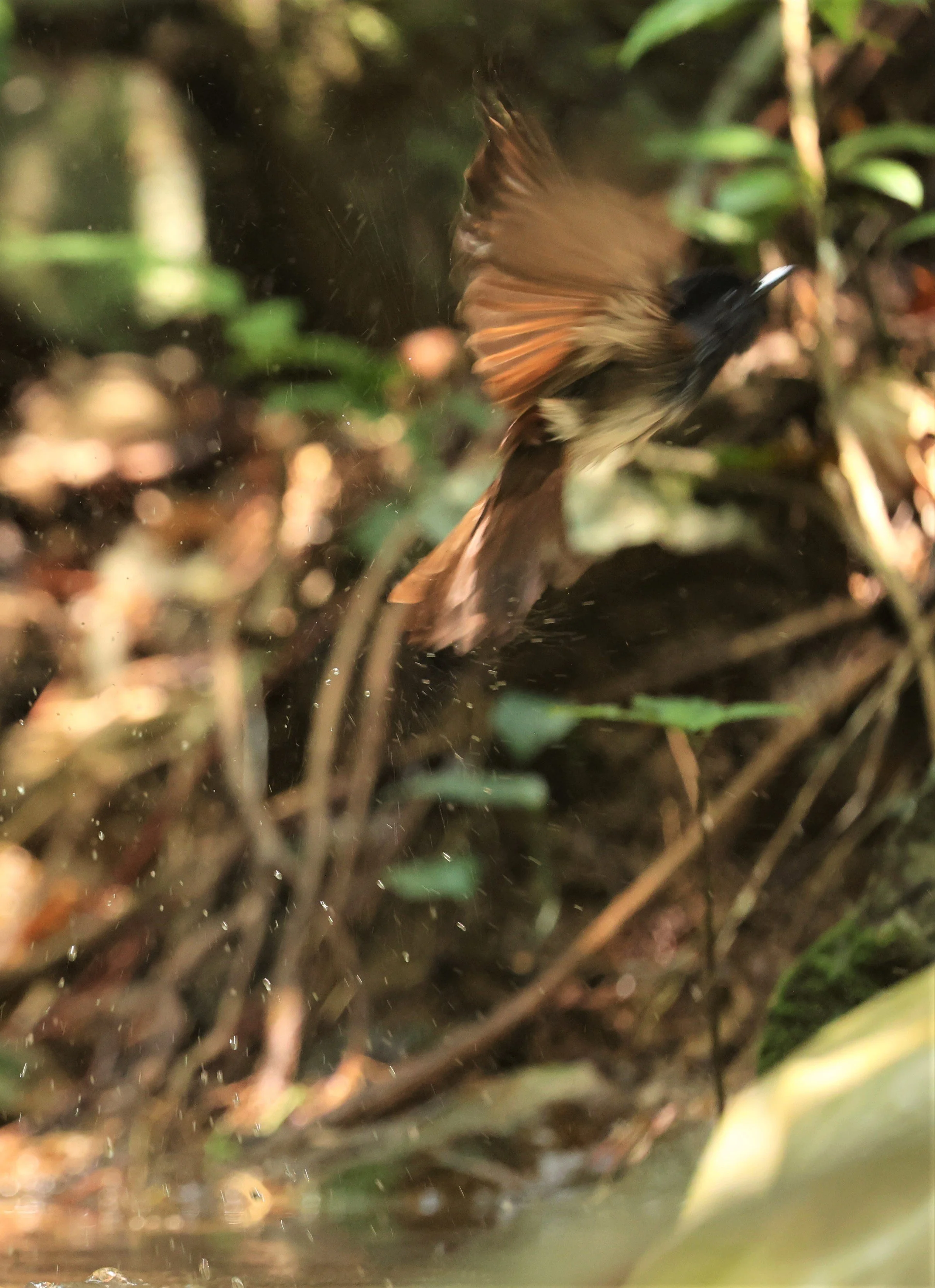 PARADISE-FLYCATCHER - JAPANESE PARADISE-FLYCATCHER - Terpsiphone atrocaudata - KRUNG CHING, KHAO LUANG NP NST, APRIL 2022 (21).jpg