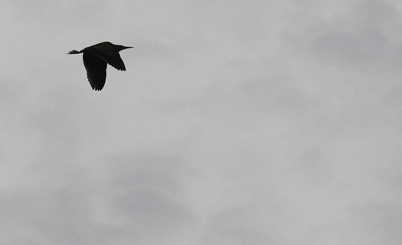 HERON - GREEN HERON - COLUMBIA NWR WASHINGTON.jpg