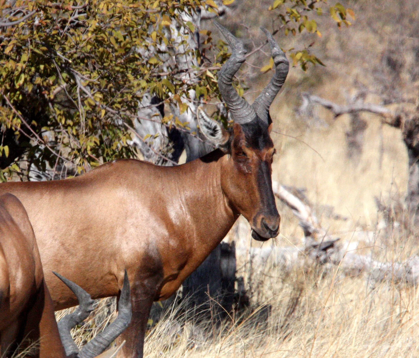 HARTEBEEST - RED HARTEBEEST -  Alcephalus caama - ETOSHA NATIONAL PARK NAMIBIA (15).JPG
