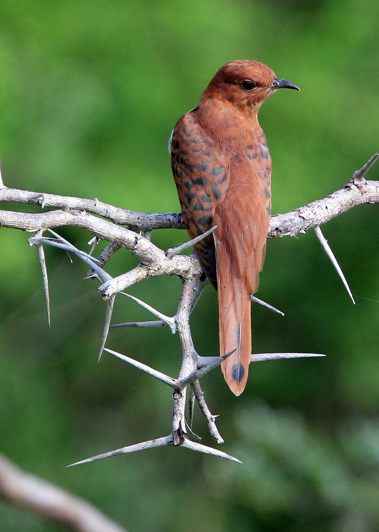 Gray-bellied Cuckoo (Cacomantis passerinus) Yala NP Sri Lanka (8).JPG