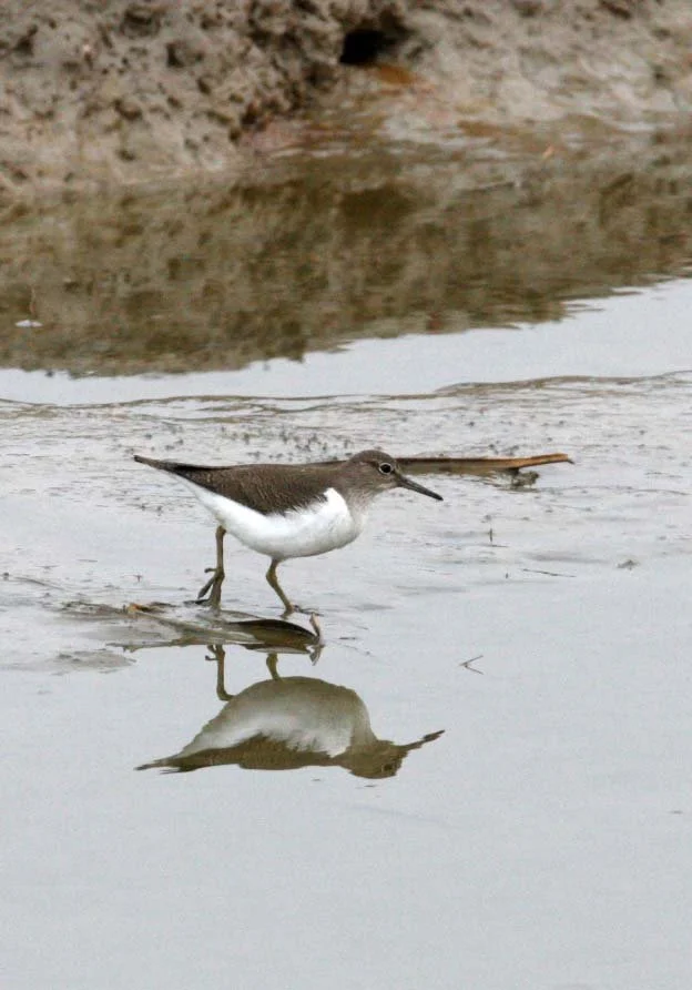 BIRD - SANDPIPER - COMMON SANDPIPER- YANCHENG CHINA (8).JPG