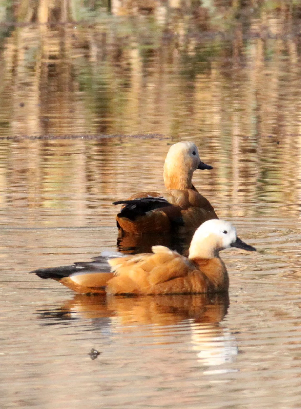 SHELDUCK - RUDDY SHELDUCK  - Tadorna ferruginea - WETLANDS NEAR ERHAI LAKE DALI YUNNAN CHINA (12).JPG