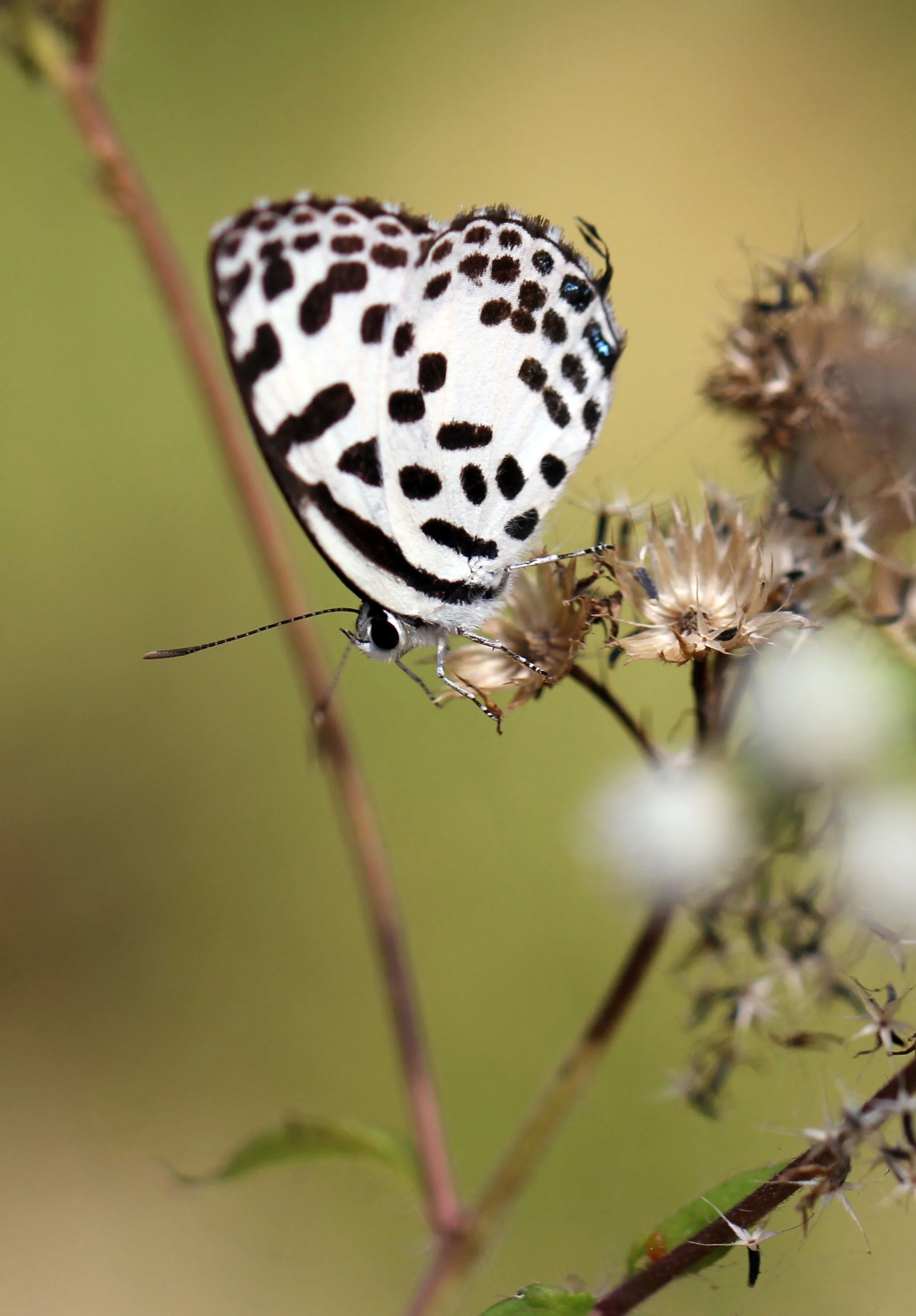 Lycaenidae - Castalius rosimon - Huai Kha Khaeng, Thailand