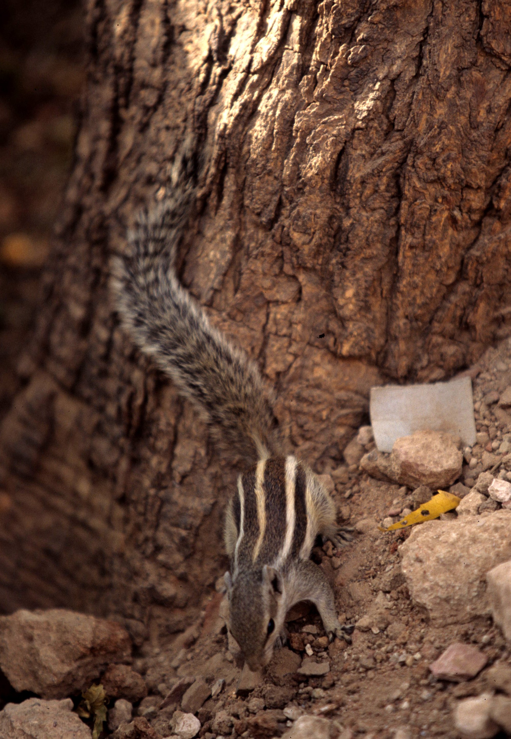 RODENTIA - SQUIRREL - SPECIES A - KALEODEO INDIA B.jpg