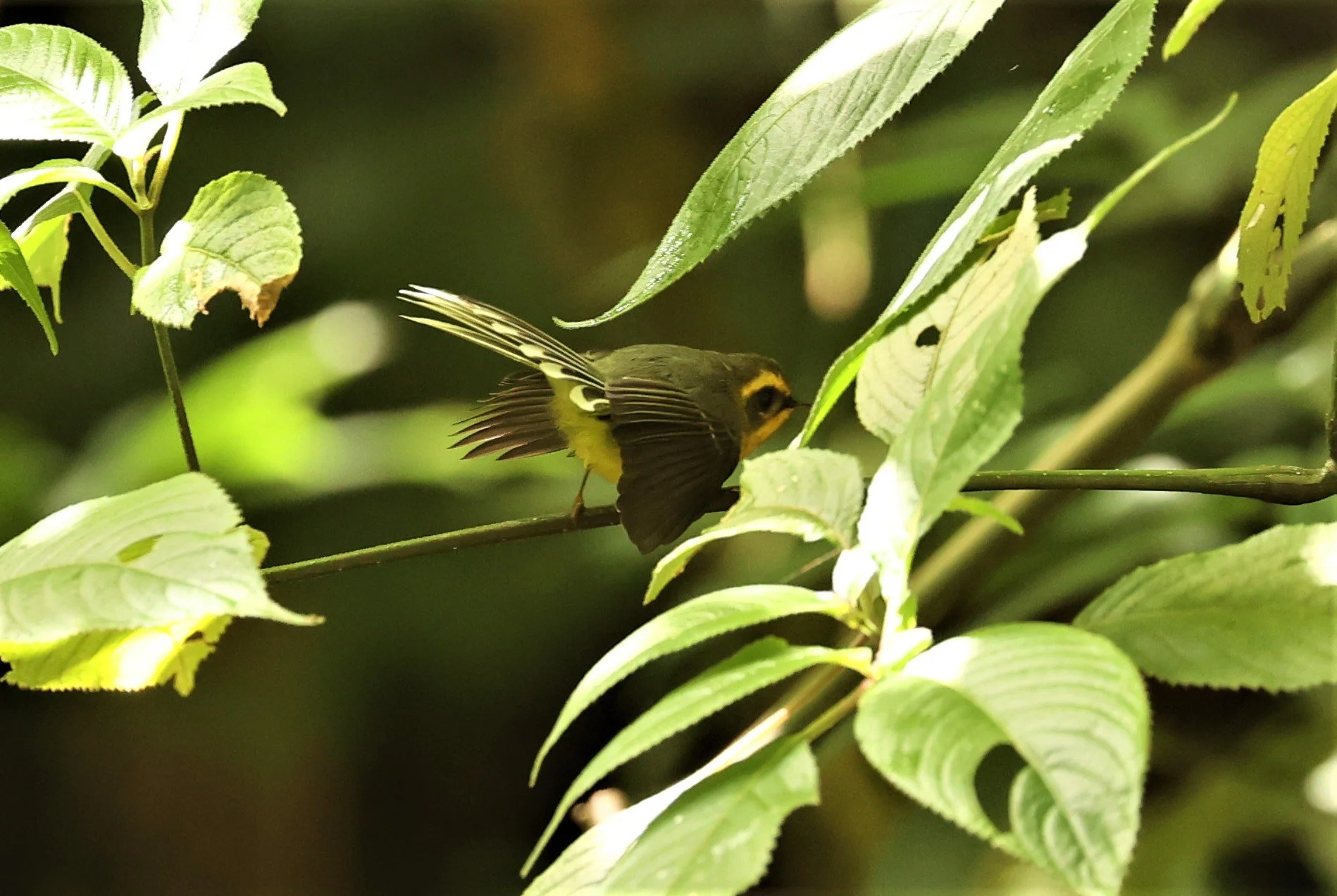 FANTAIL - YELLOW-BELLIED FAIRY-FANTAIL - Chelidorhynx hypoxanthus - DOI INTHANON NP CHIANG MAI, DEC 2021 (15).jpg