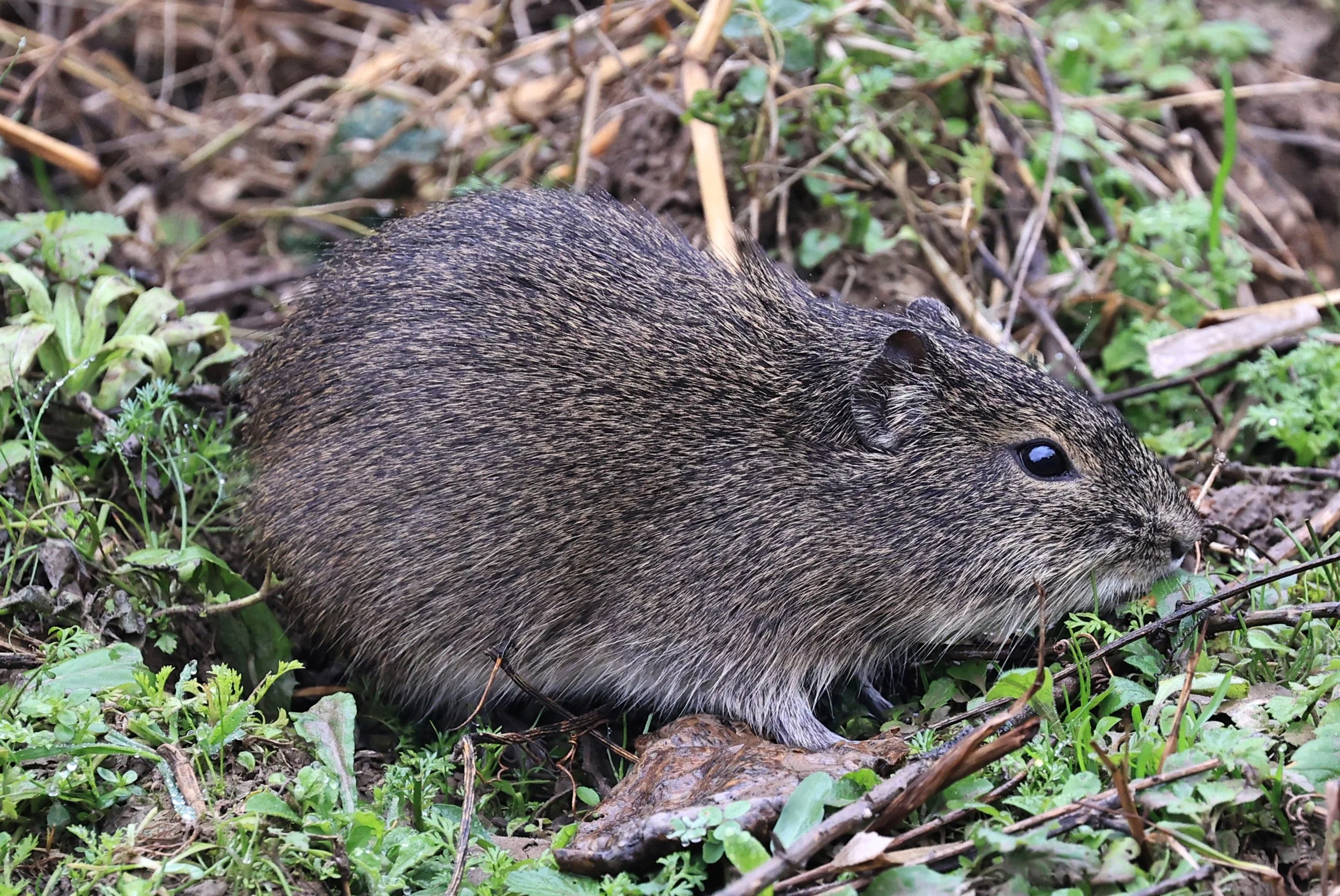 Brazilian Guinea Pig or Cavy (Cavia aperea) Reserva Natural Ceibas, Entre Rios, Argentina (234).jpg
