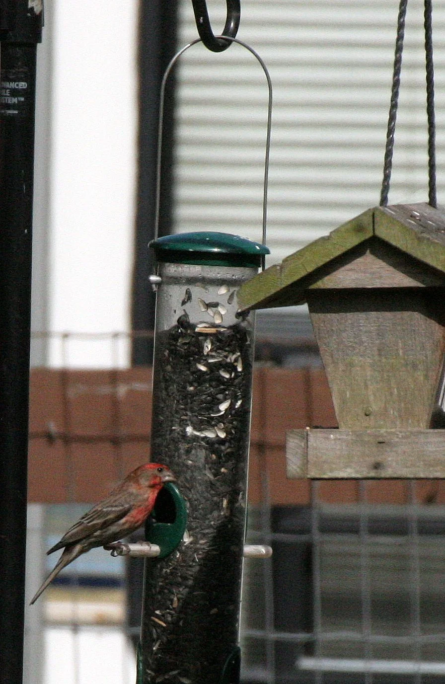 House Finch (Haemorhous mexicanus) Dungeness River Center, Sequim Washington (2).JPG
