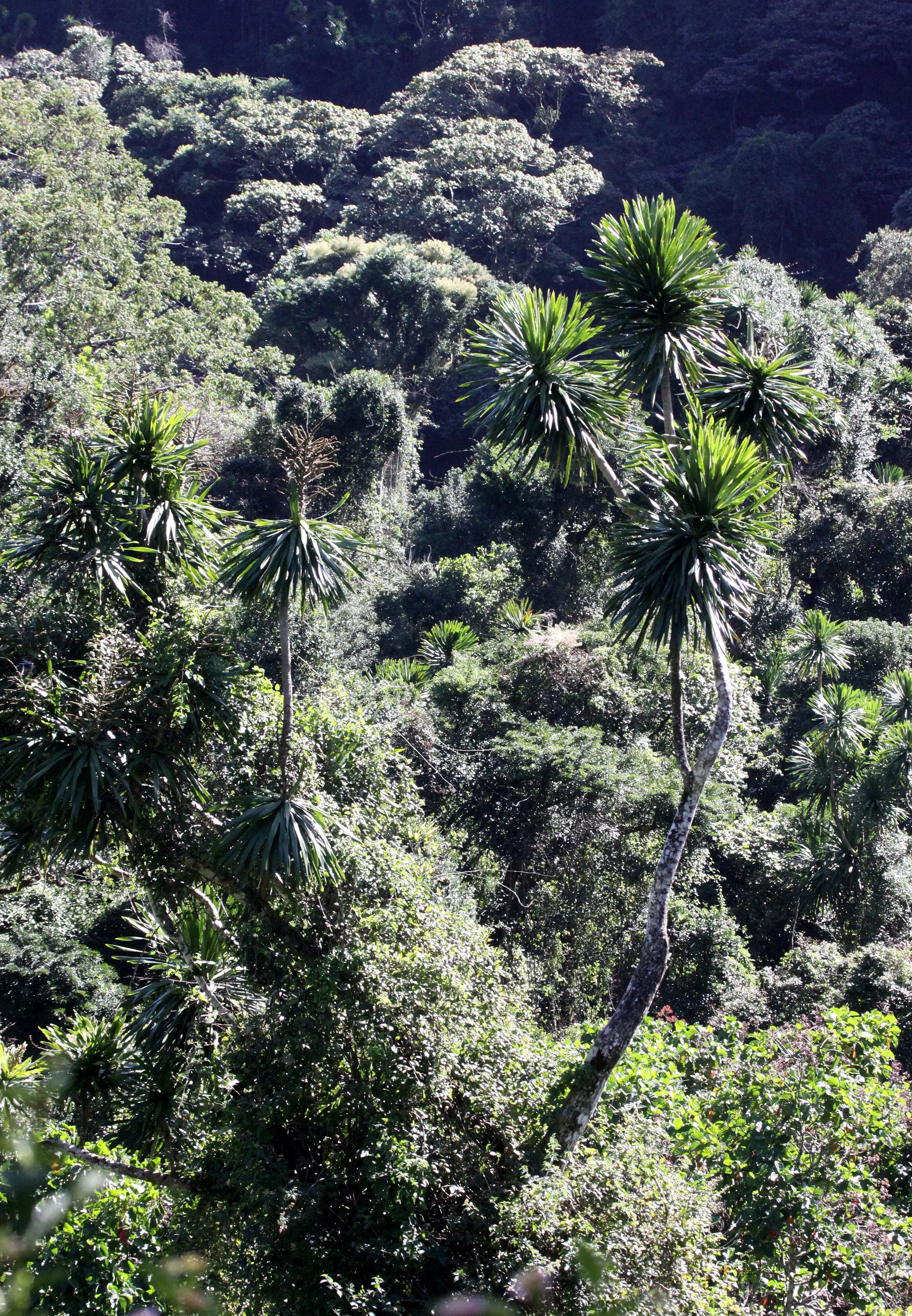 PLANT - PANDANUS SPECIES - MONTAGNE D'AMBRE NATIONAL PARK MADAGASCAR (2).JPG