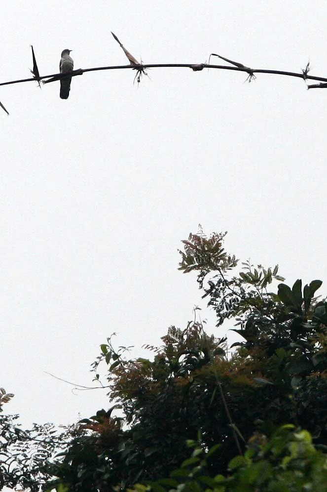 Indian Cuckoo (Cuculus micropterus) Back Ma NP Viet Nam (3).JPG