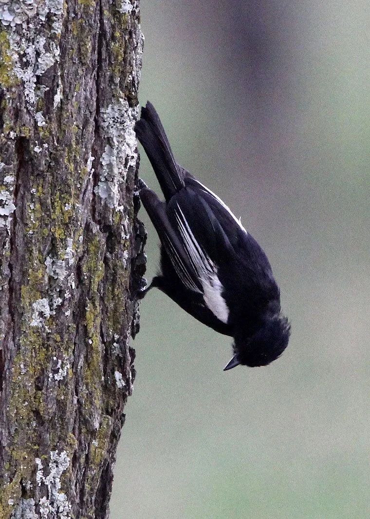 White-backed Black Tit (Melaniparus leuconotus) Abiata-Shalla NP, Ethiopia (1).JPG