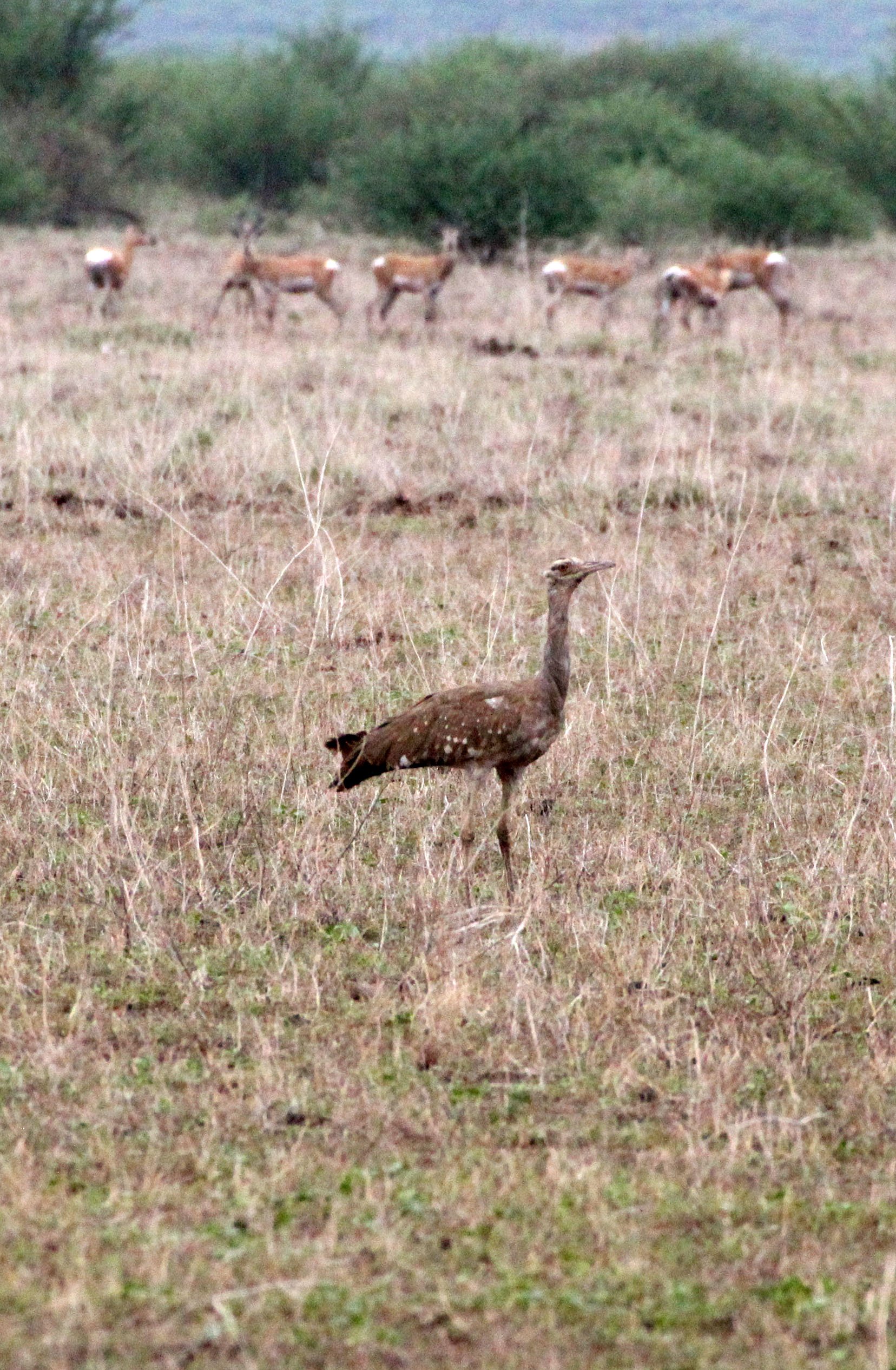 Arabian bustard (Ardeotis arabs) Ali Dege Plains, Ethiopia (32).JPG