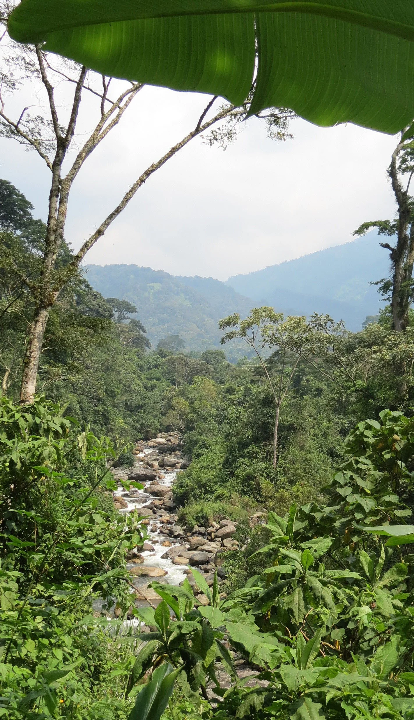 RWENZORI NATIONAL PARK UGANDA (25).JPG