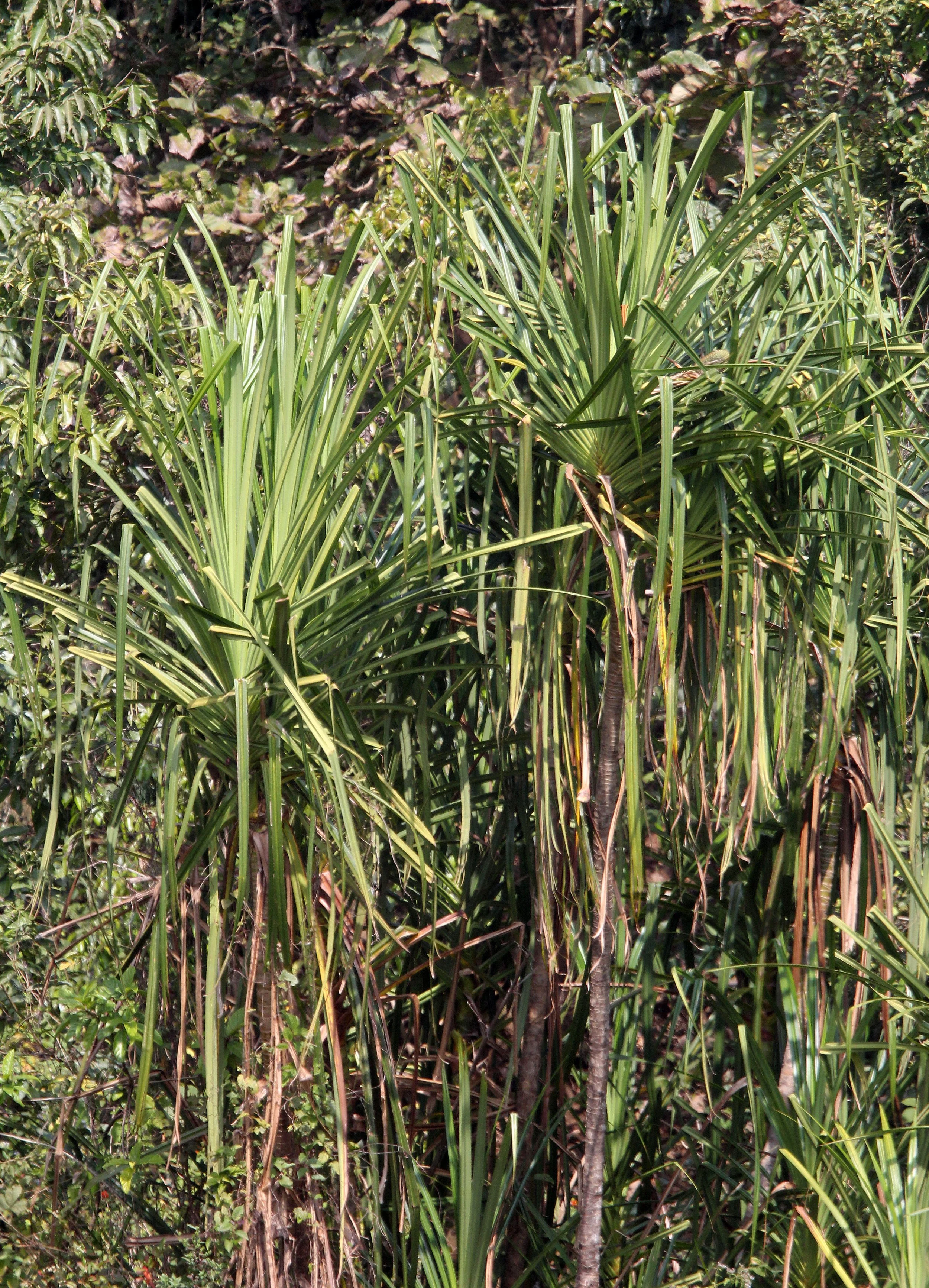 THOLPETTY RESERVE WAYANAD KERALA INDIA - PANDANUS SPECIES.JPG