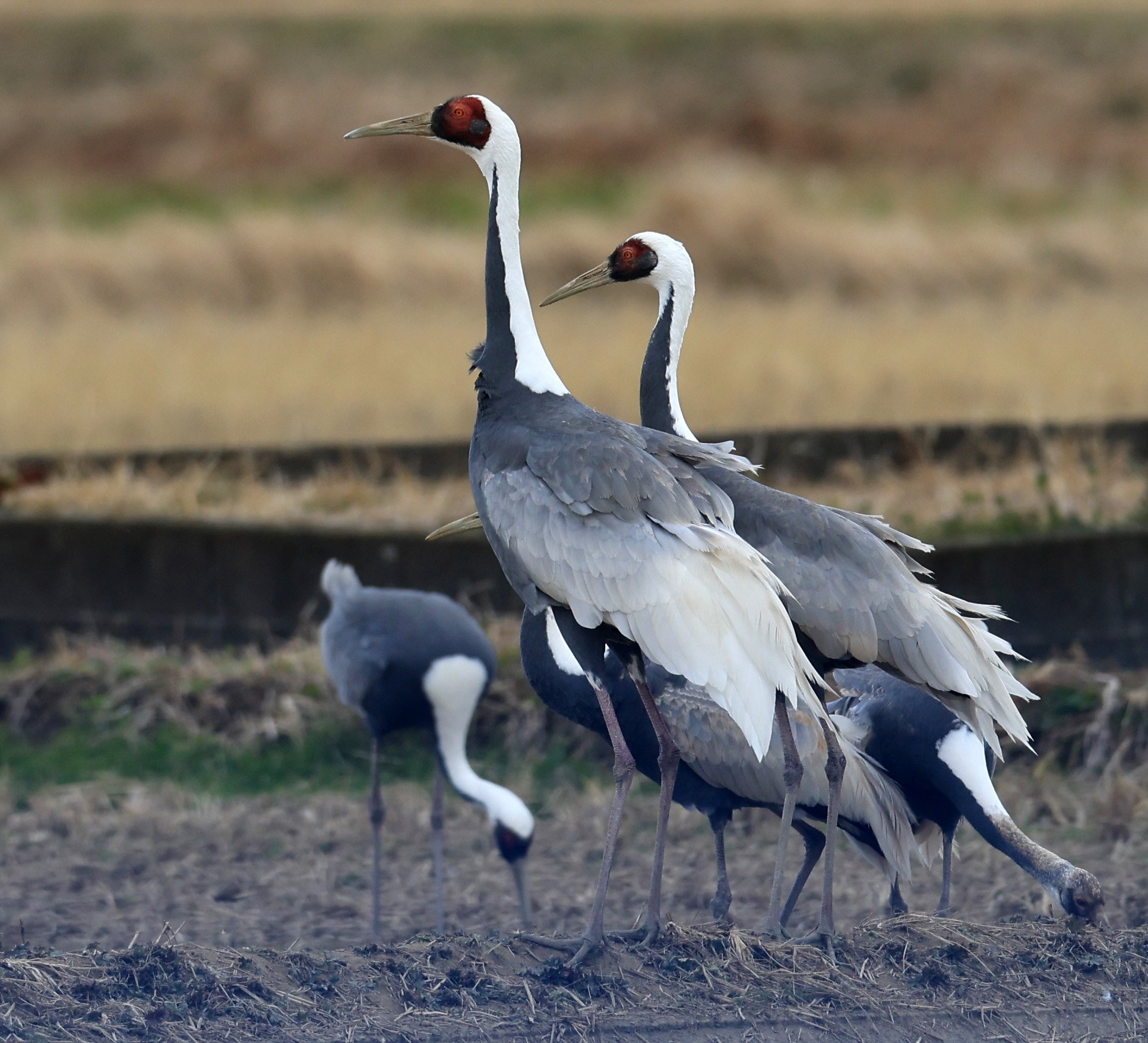 White-naped Crane (Antigone vipio) Izumi Crane Park & Center, Izumi Kagoshima Kyushu Japan (284).jpg