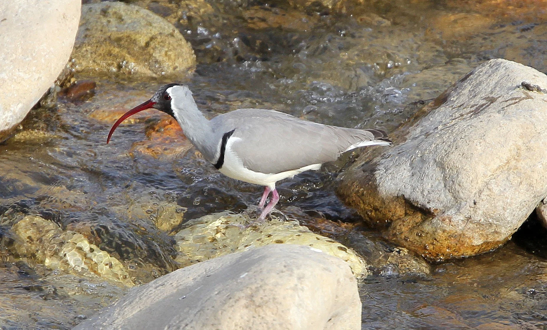 BIRD - IBISBILL - FOPING CITY, SHAANXI CHINA (33).JPG