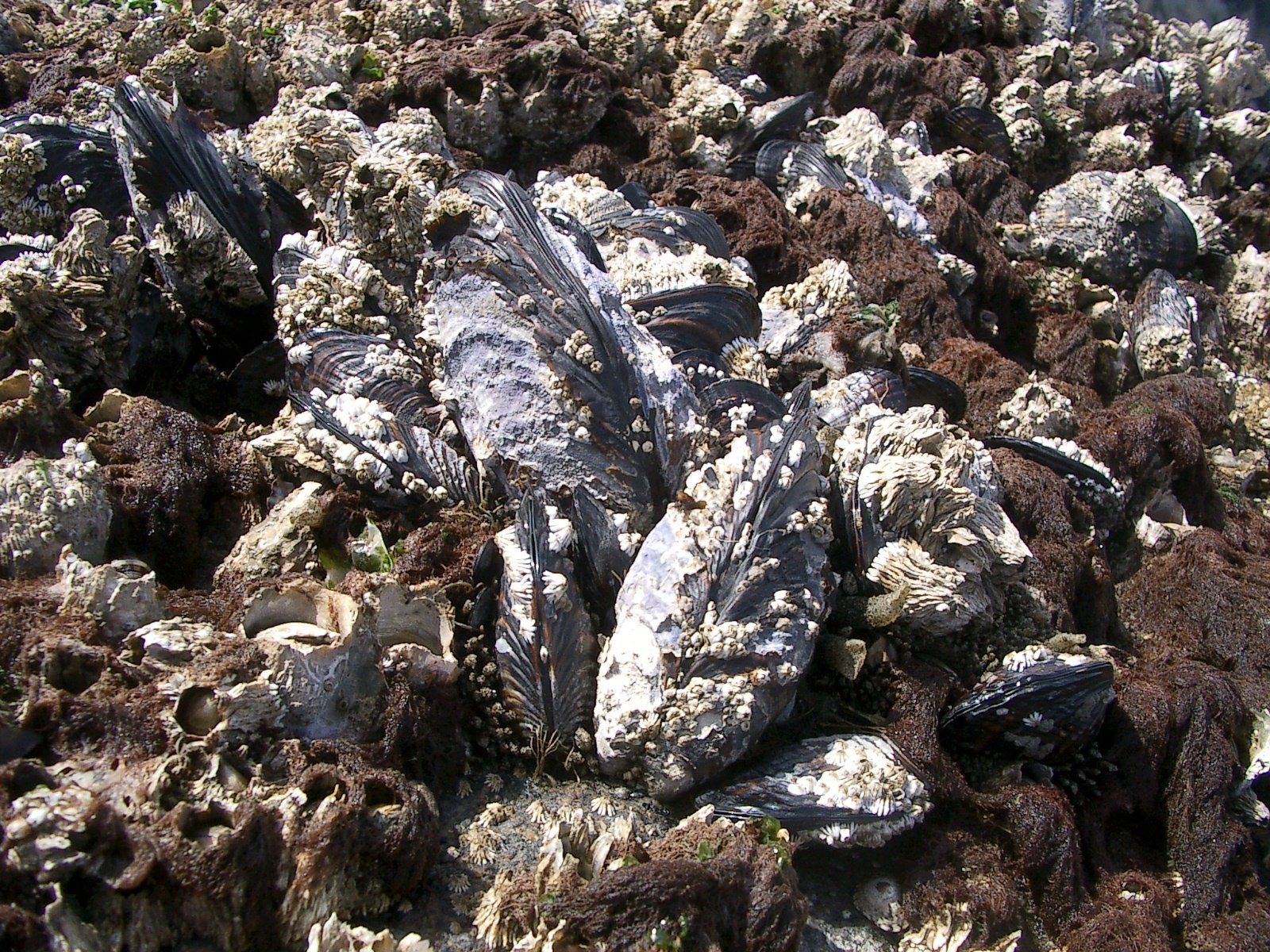 2004-6-12 LARRY AND KATRIS WEDDING IN EUREKA CALIFORNIA (60).JPG