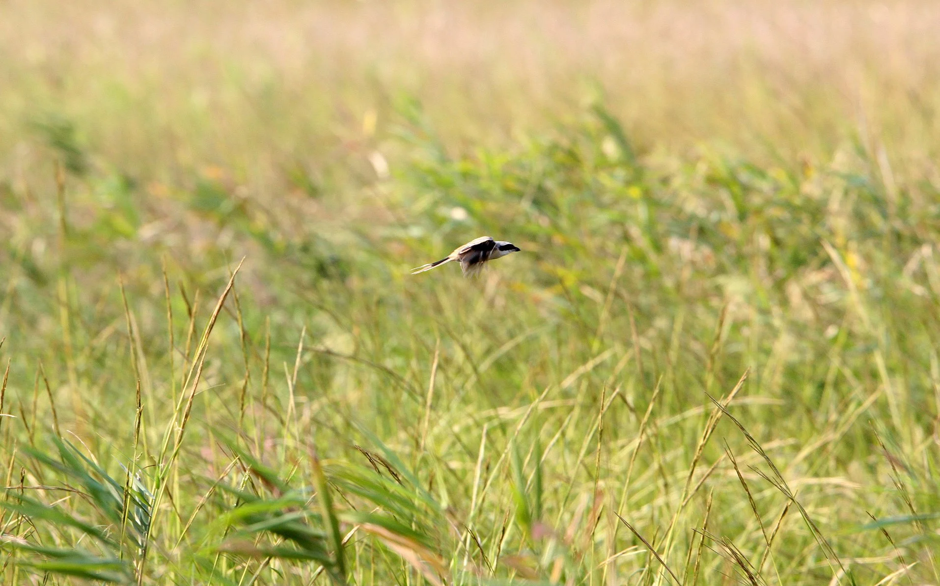 Chinese Grey Shrike (Lanius sphenocercus) Yancheng China (5).JPG