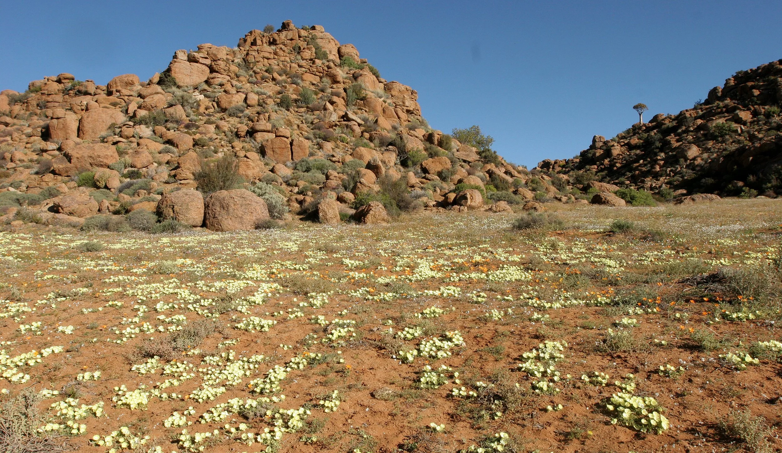 NAMAQUALAND - KOKERBOOM PLANT COMMUNITY  - GOEGAP NATURE RESERVE SOUTH AFRICA (12).JPG