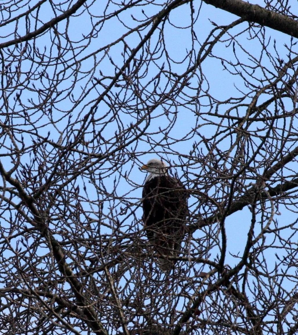 BIRD - EAGLE - BALD EAGLE - JAMESTOWN WA (2).JPG