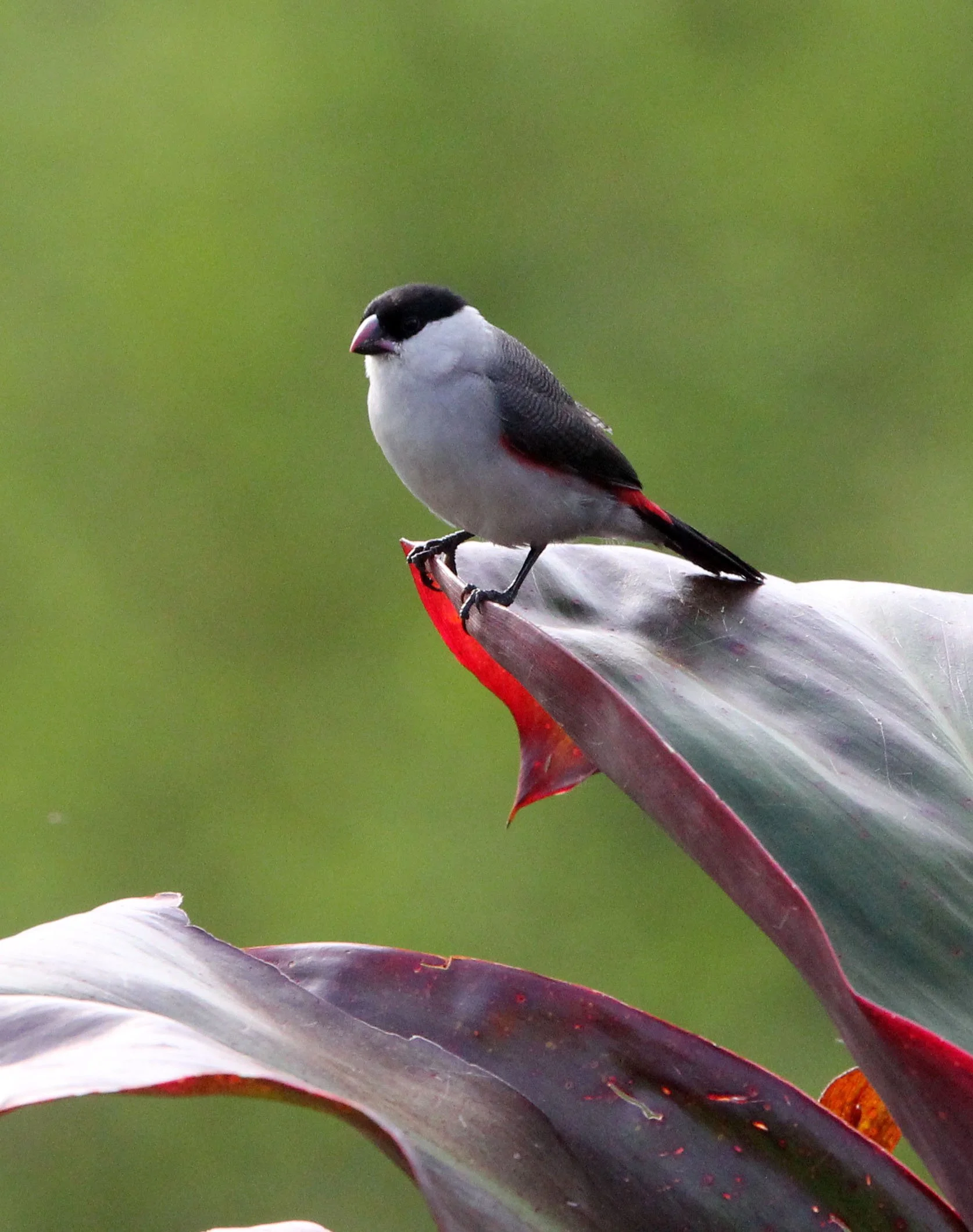Black-crowned Waxbill (Estrilda nonnula) Ruhengeri Rwanda 2012 (1).JPG