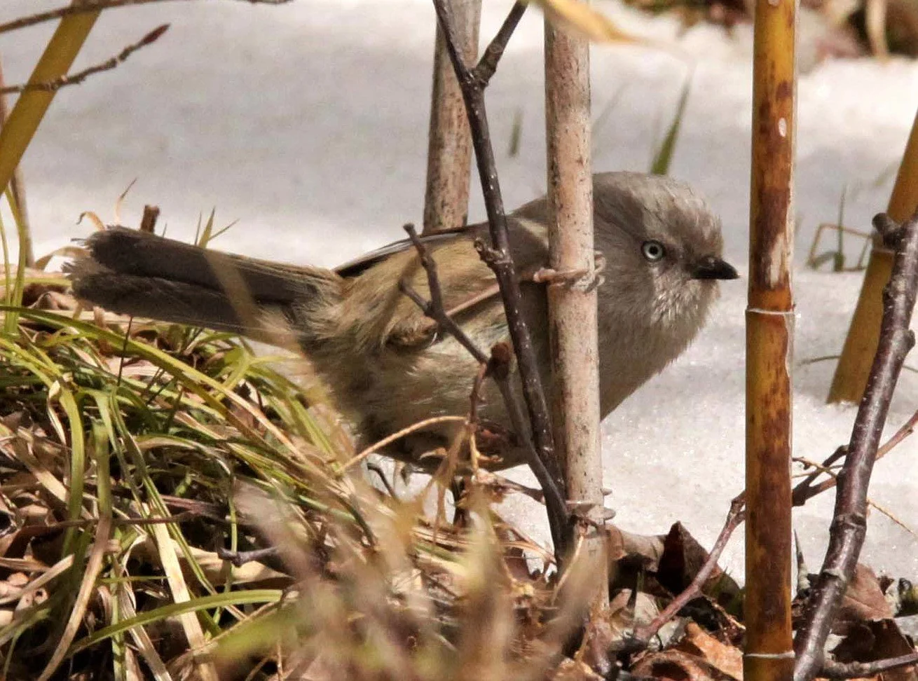BIRD - FULVETTA - STREAK-THROATED FULVETTA - FOPING NATURE RESERVE - SHAANXI PROVINCE CHINA (4)a.jpg