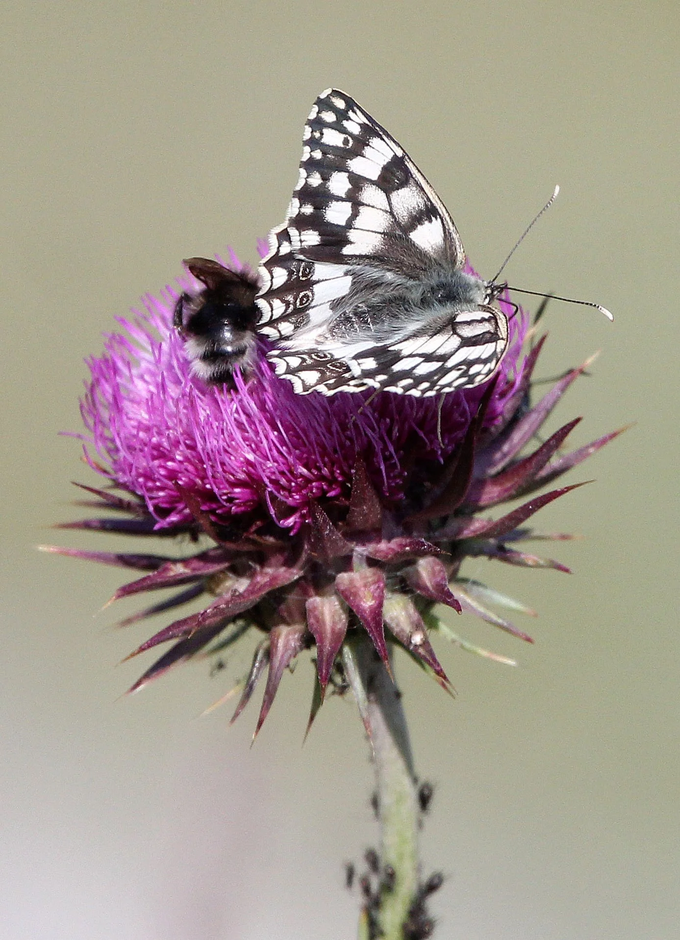 ABRUZZO NATIONAL PARK ITALY (78).JPG