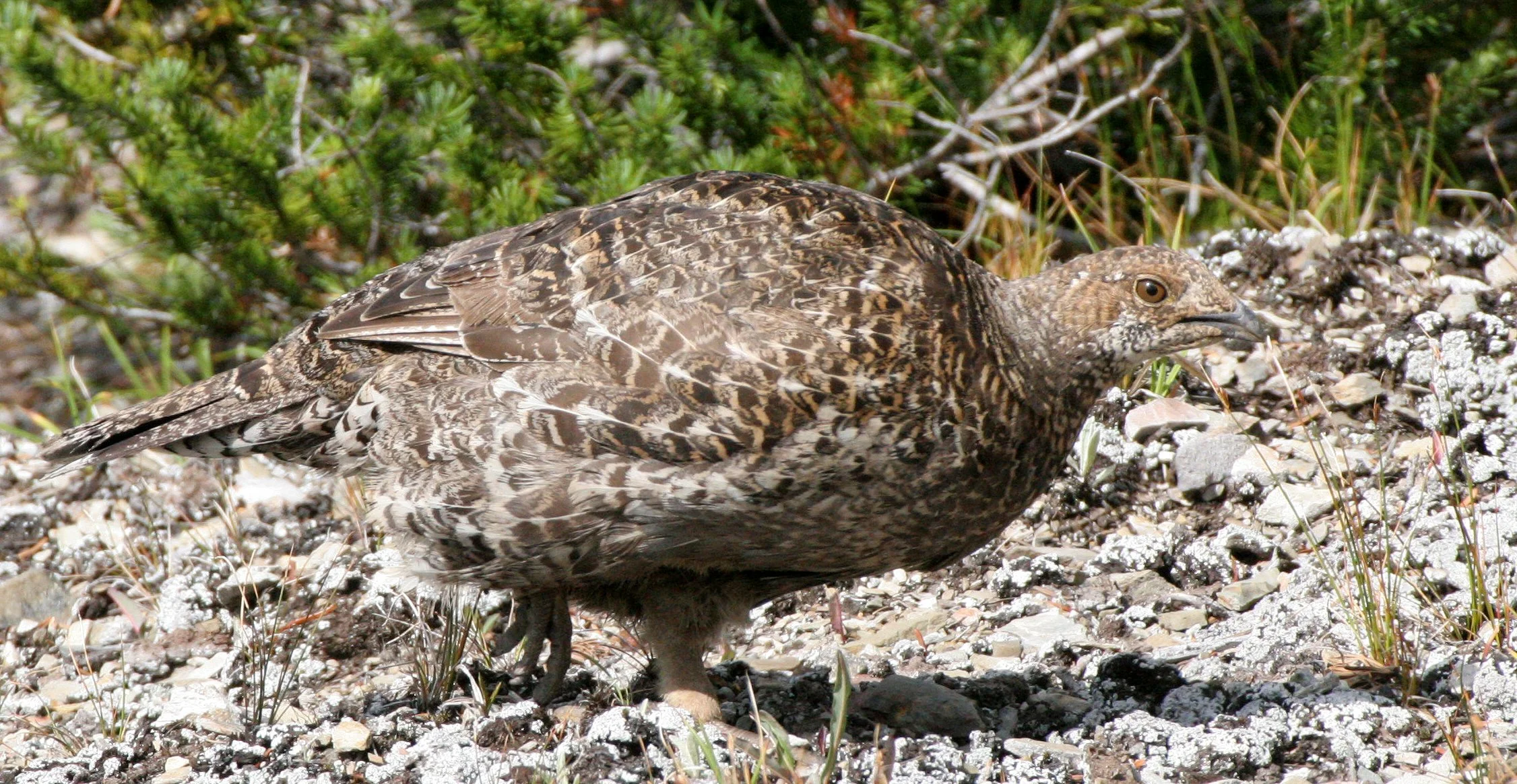 BIRD - GROUSE - BLUE-GROUSE - OLYMPIC NATIONAL PARK (10).JPG