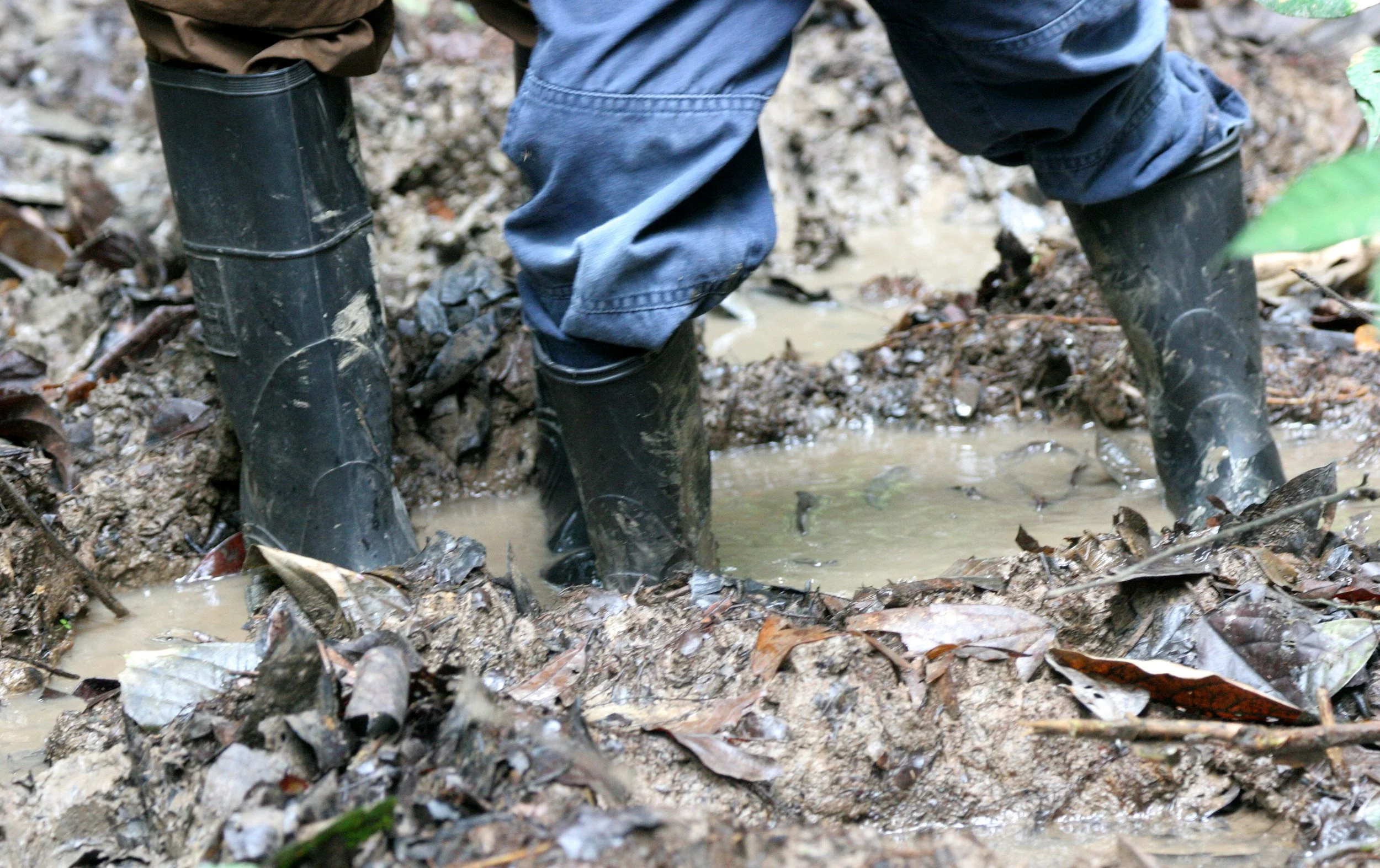 KINABATANGAN RIVER BORNEO - JUNGLE TREKKING.JPG