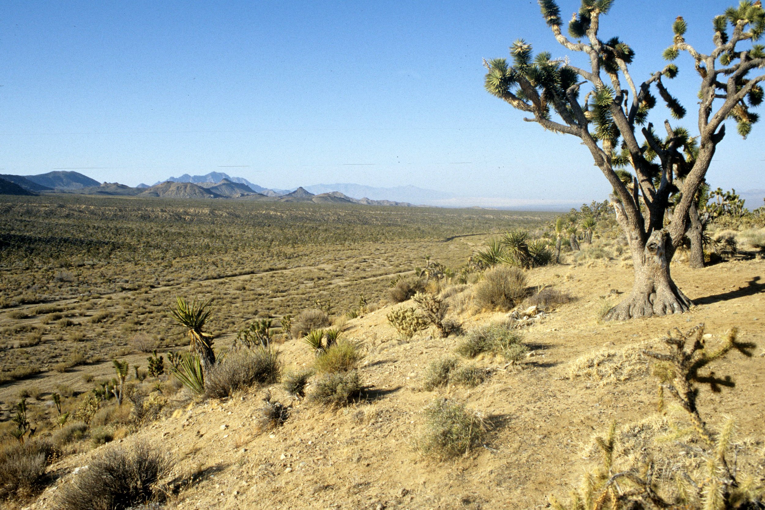 MOJAVE - YUCCA WOODLAND CAMPSITE B.jpg
