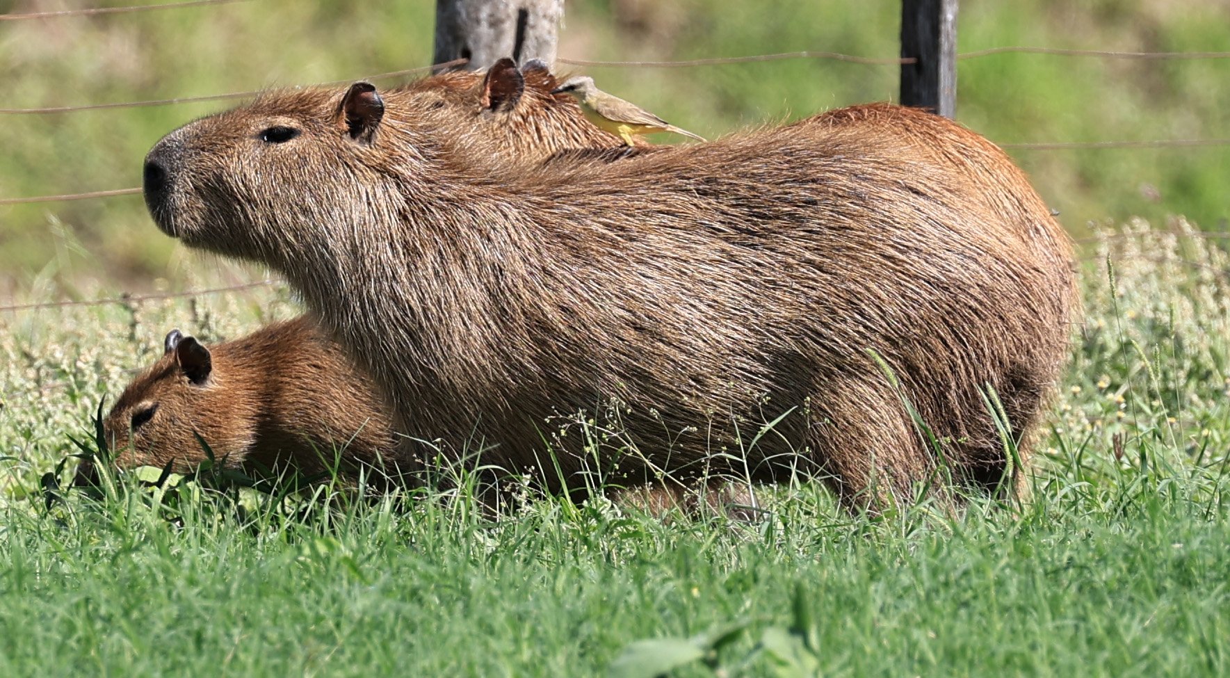 Capybara (Hydrochoerus hydrochaeris) Loma Plata Paraguay - Brunnen Strasse (15).jpg