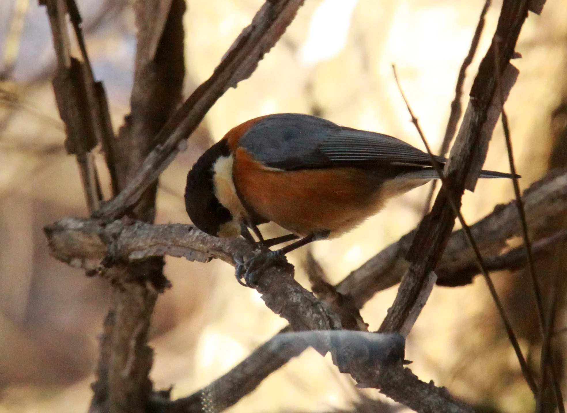 Varied Tit (Sittiparus varia) Shiobutsu Onsen, Karuizawa Japan (2).JPG