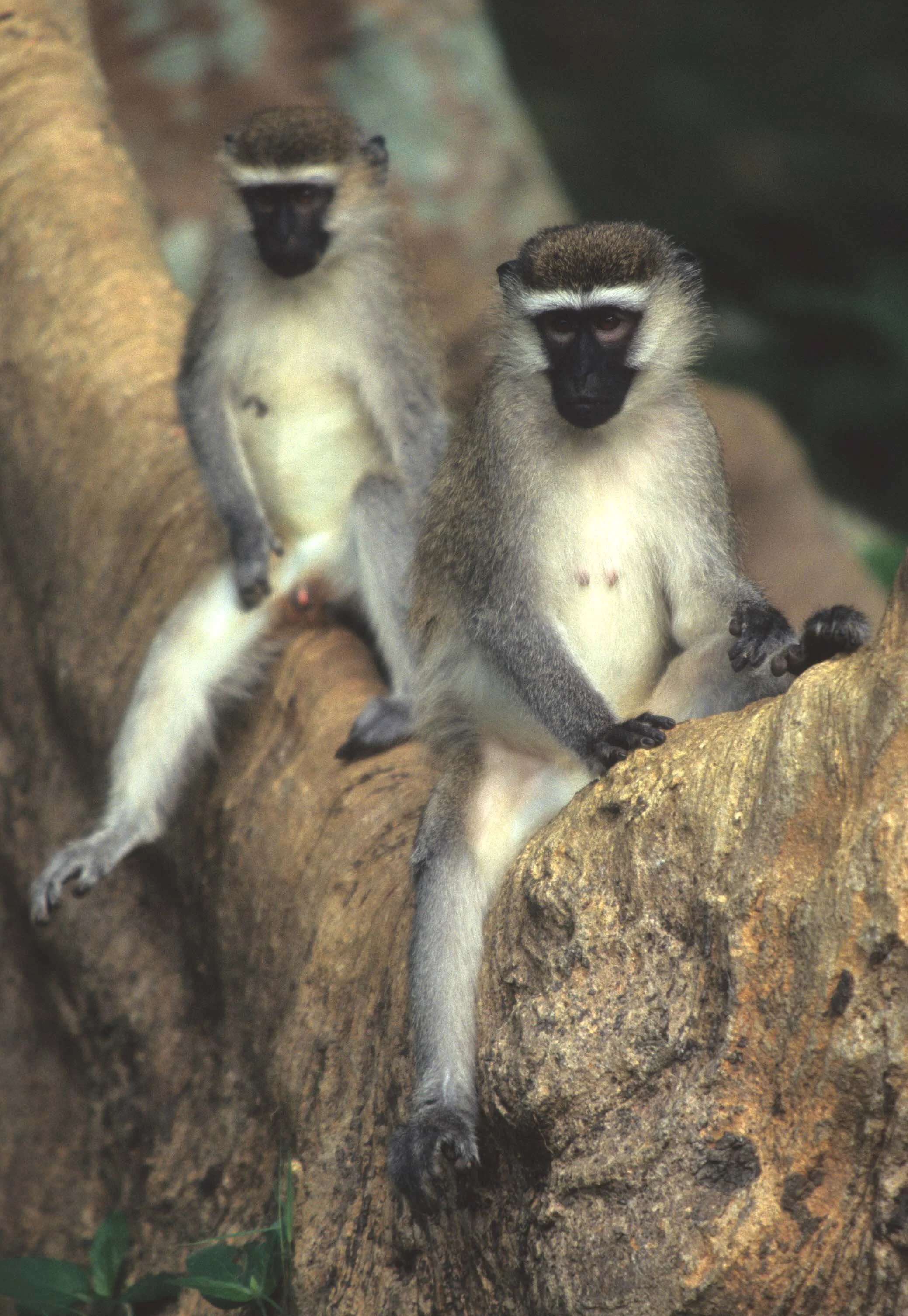 PRIMATE - VERVTETMONKEY -  UGANDA 4.jpg