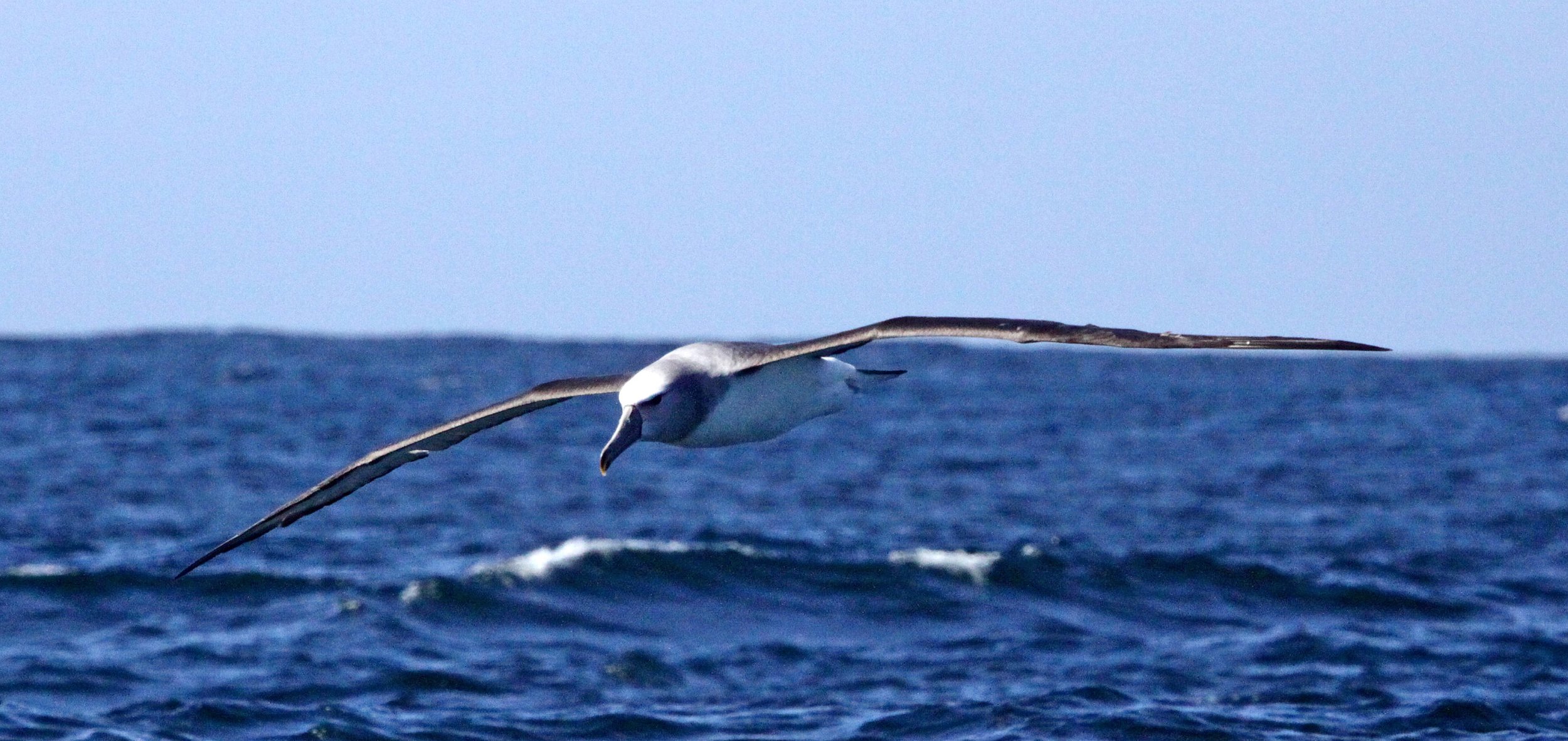 BIRD - ALBATROSS - SHY ALBATROSS - PLETTENBERG BAY SOUTH AFRICA (22).JPG