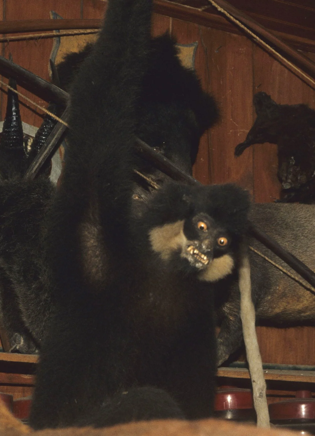 DALAT - POACHERS HUT - PRIMATES STUFFED (3).jpg