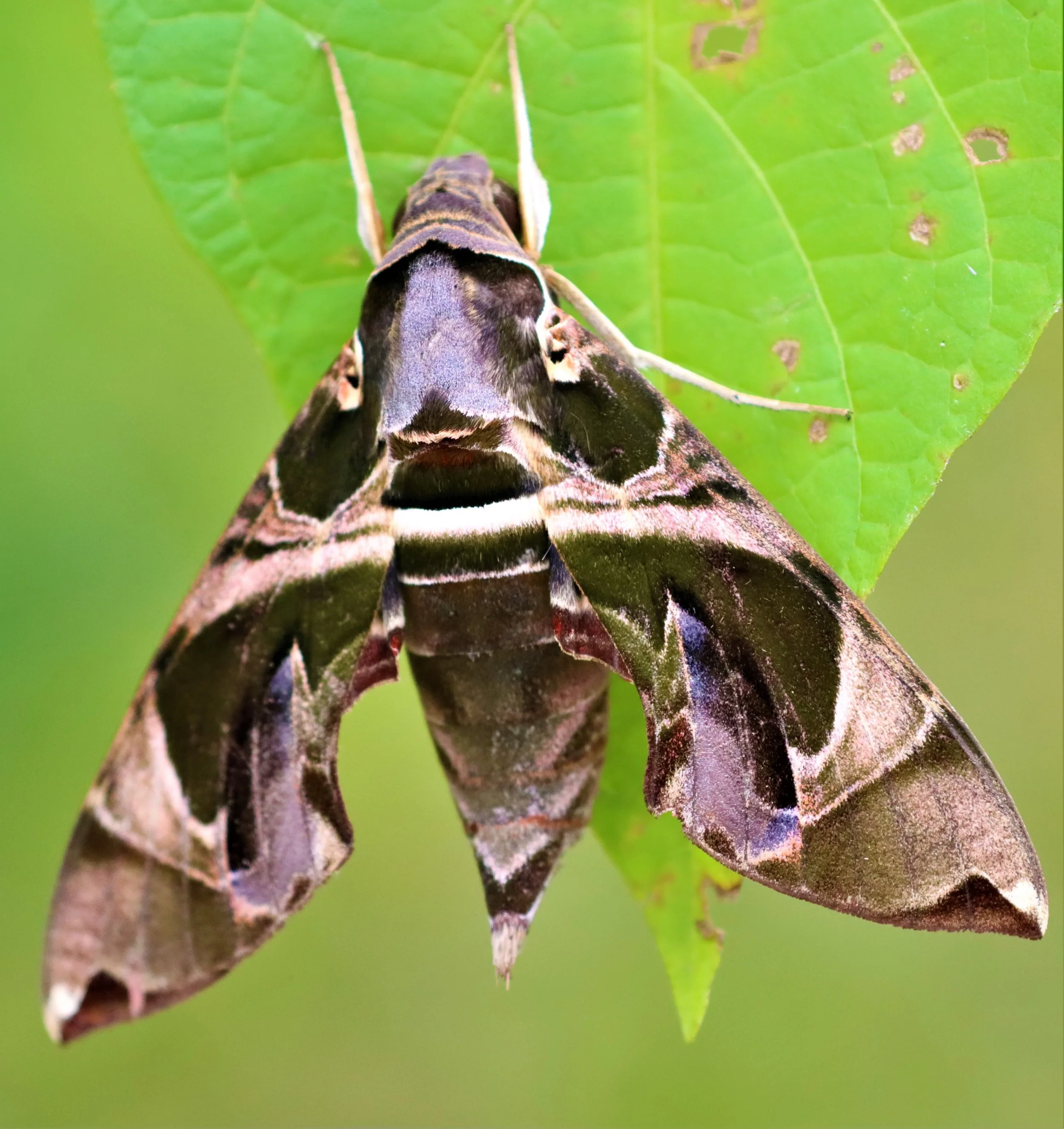 Jade Hawkmoth (Daphnis hypothous)