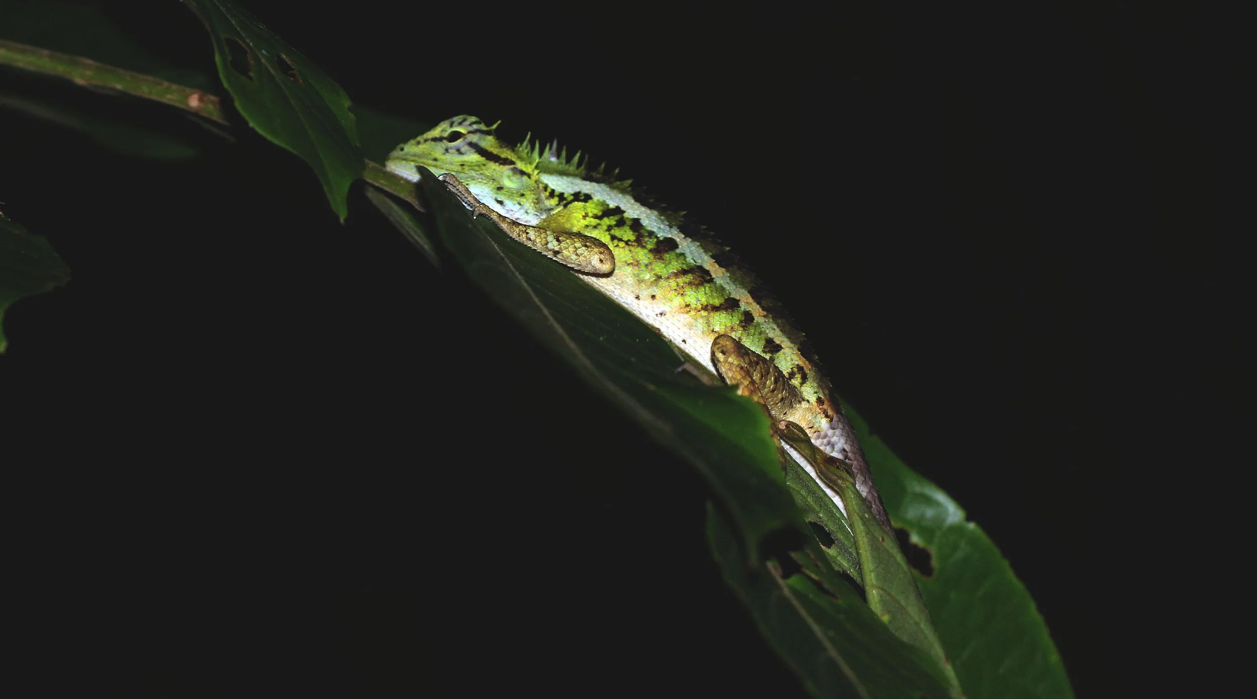 Emma Gray's Forest Lizard (Calotes emma) Thailand