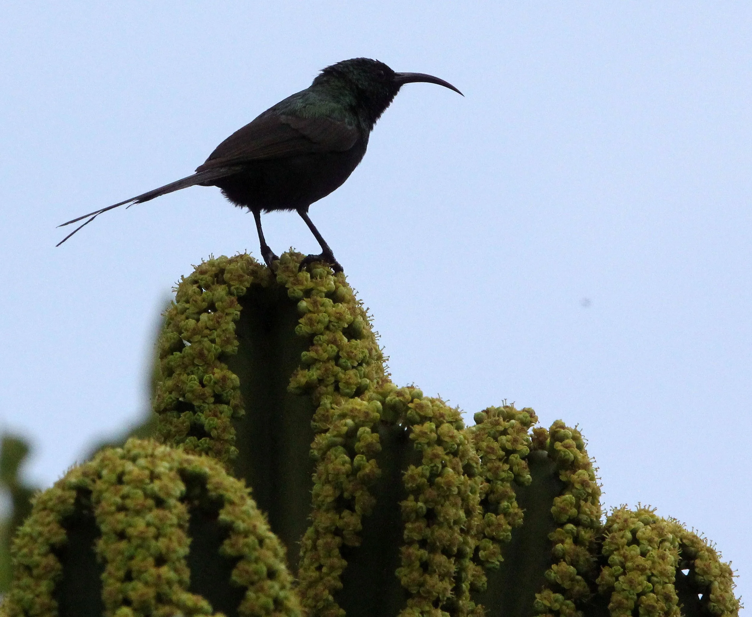 BIRD - SUNBIRD - BRONZE SUNBIRD - NECTARINIA KILIMENSIS - RUHENGERI RWANDA (9).JPG