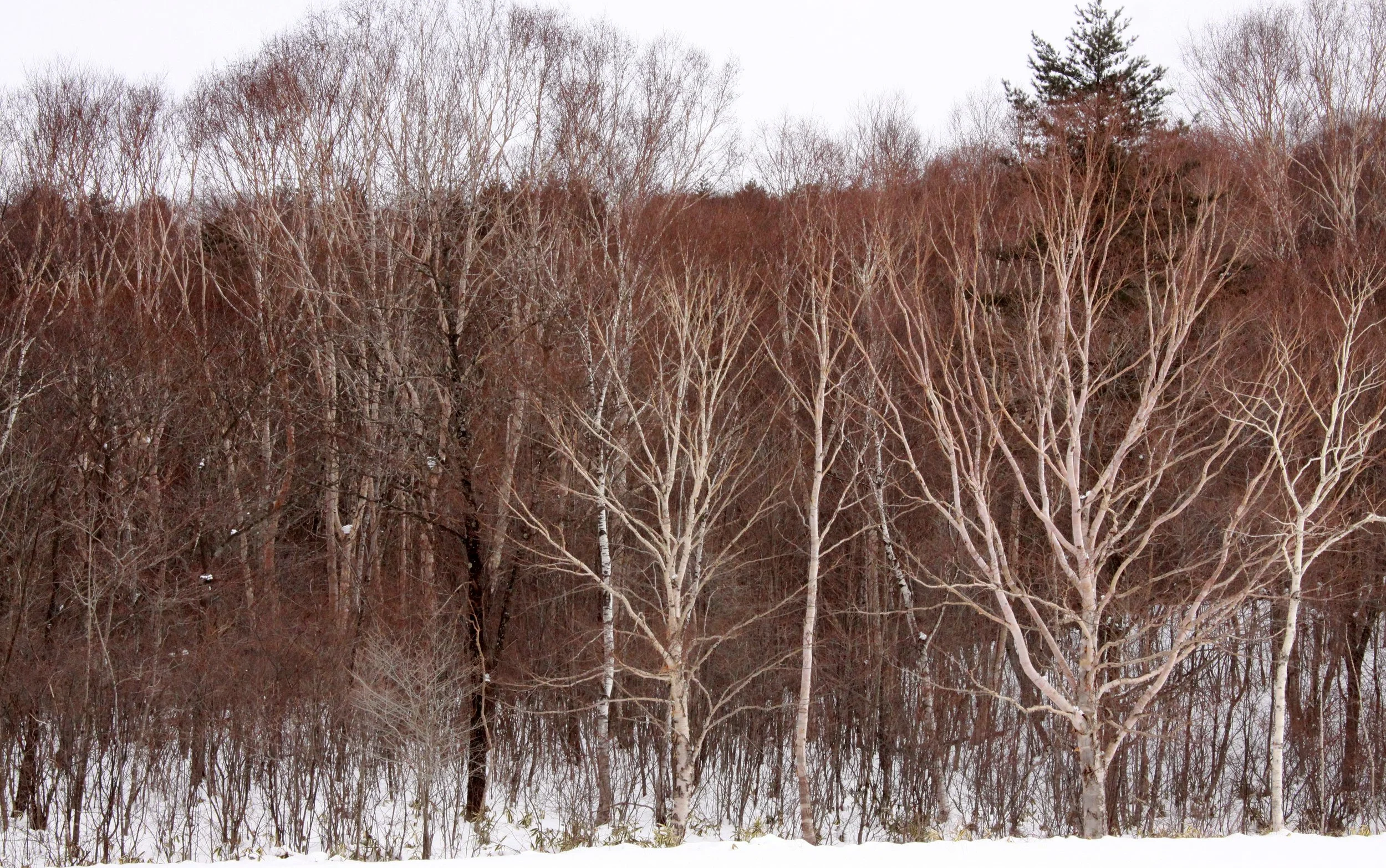 MOUNT ASAMA - JOSHIN'ETSUKOGEN NATIONAL PARK JAPAN (42).JPG