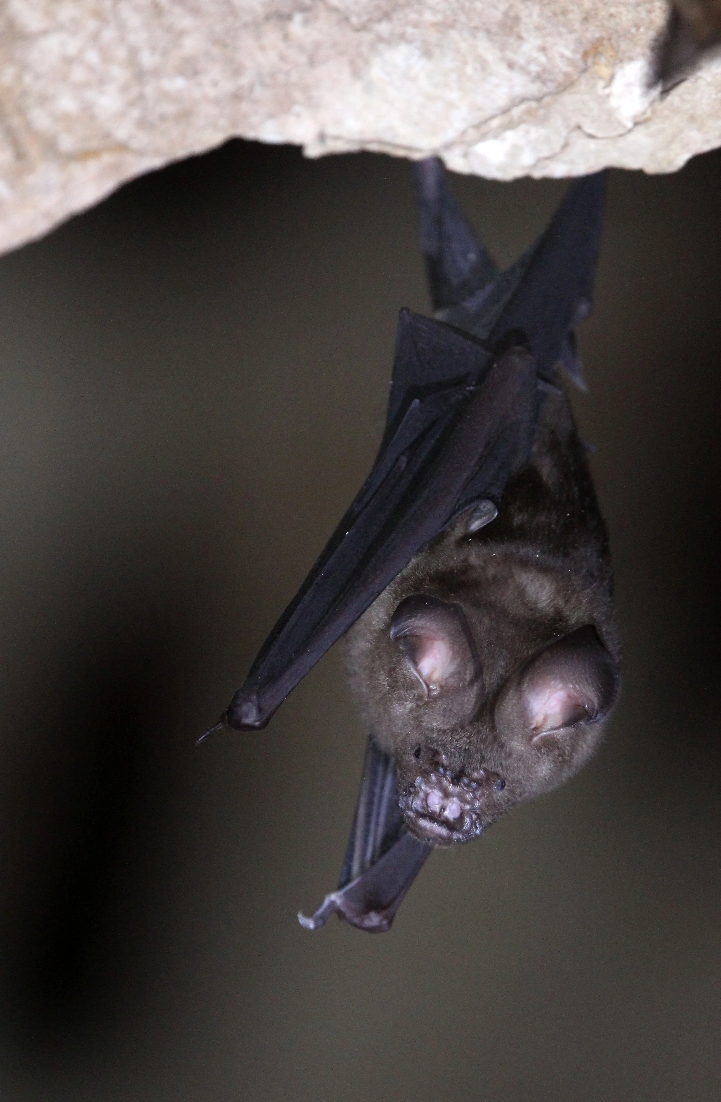 ROUNDLEAF BAT - GREAT ROUNDLEAF BAT - Hipposideros armiger - WAT THAM PHA PU LOEI PROVINCE THAILAND (6).JPG