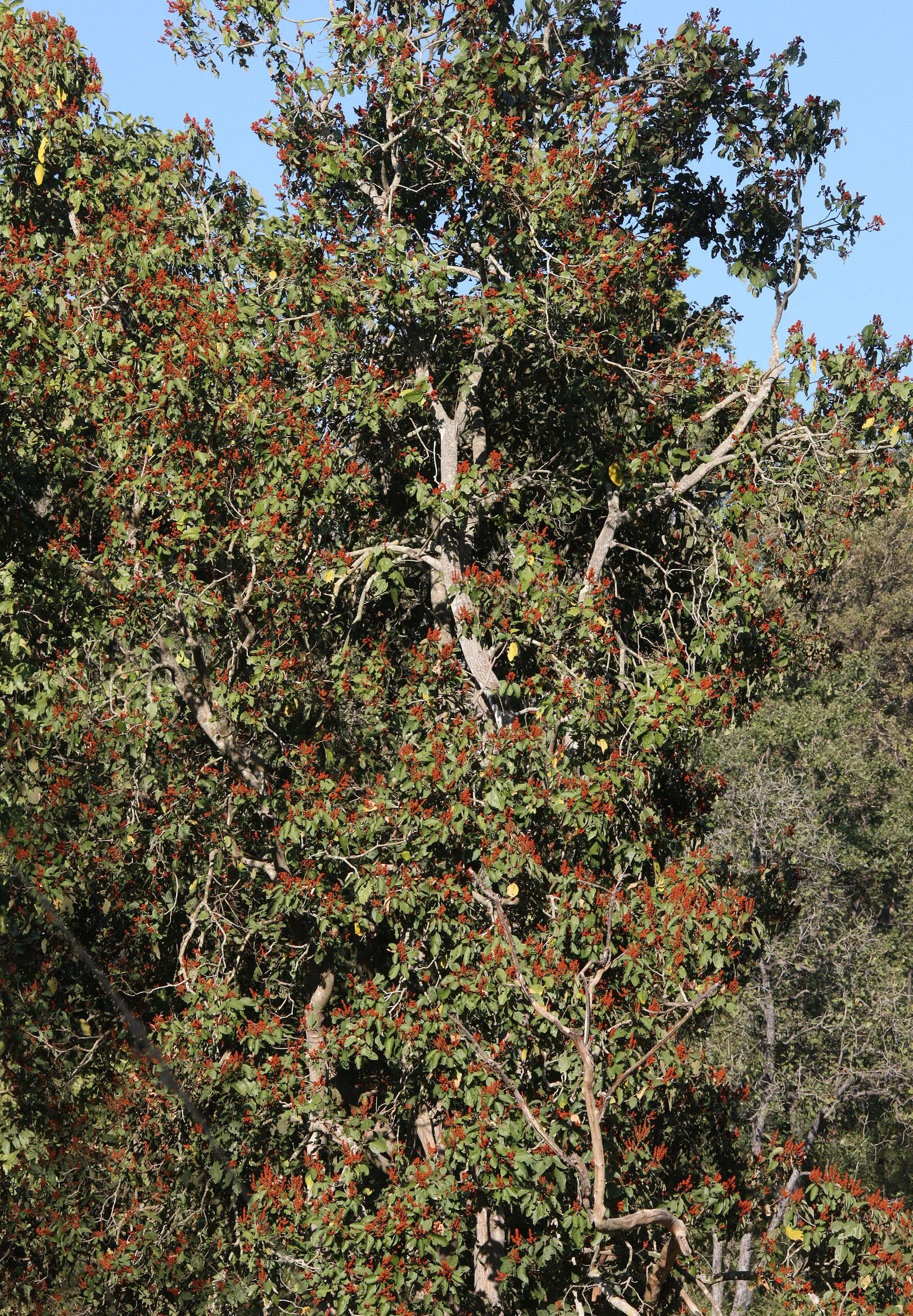 MADHYA PRADESH - KANHA NATIONAL PARK MADHYA PRADESH INDIA (49).JPG