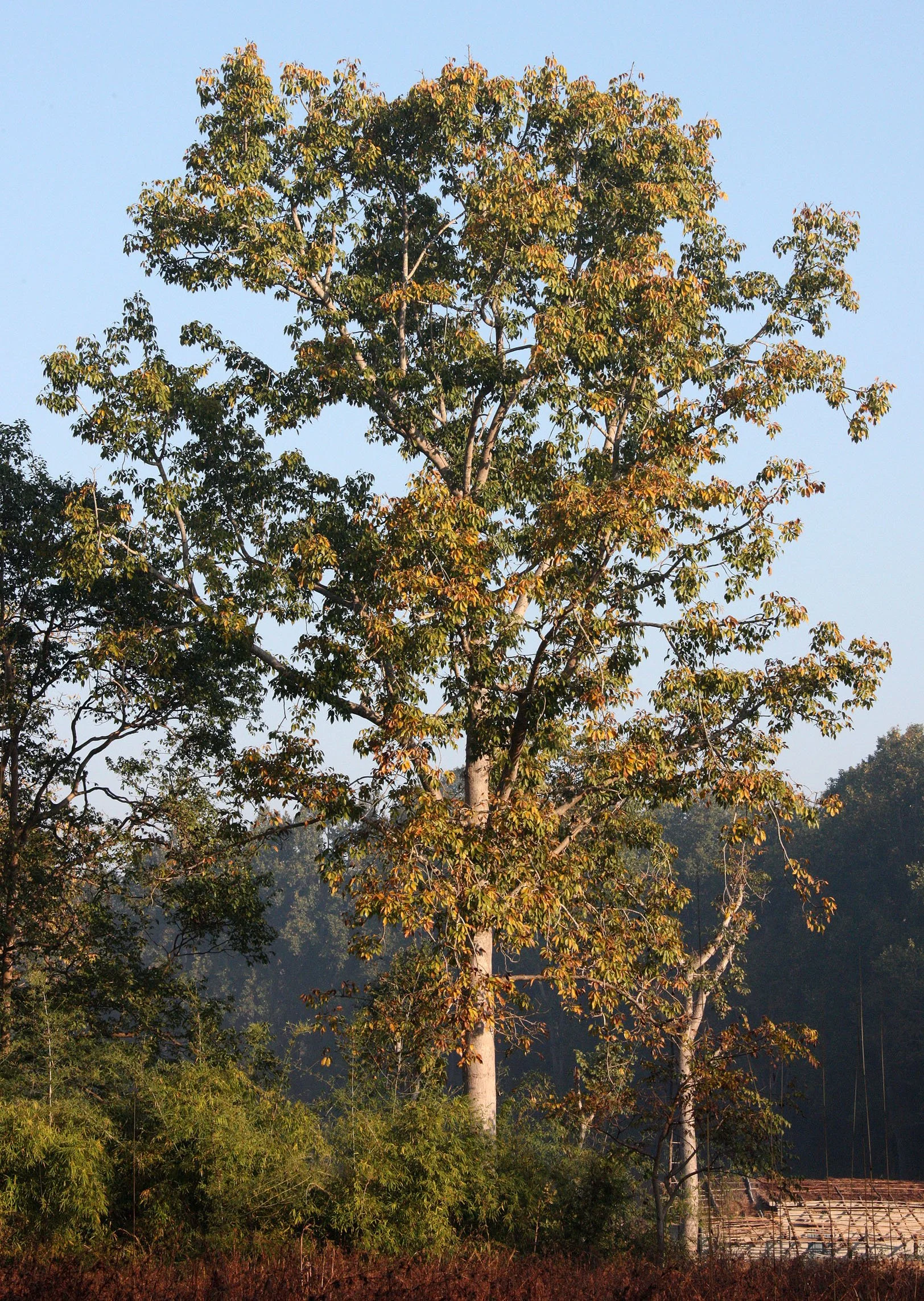 MADHYA PRADESH - KANHA NATIONAL PARK MADHYA PRADESH INDIA (16).JPG