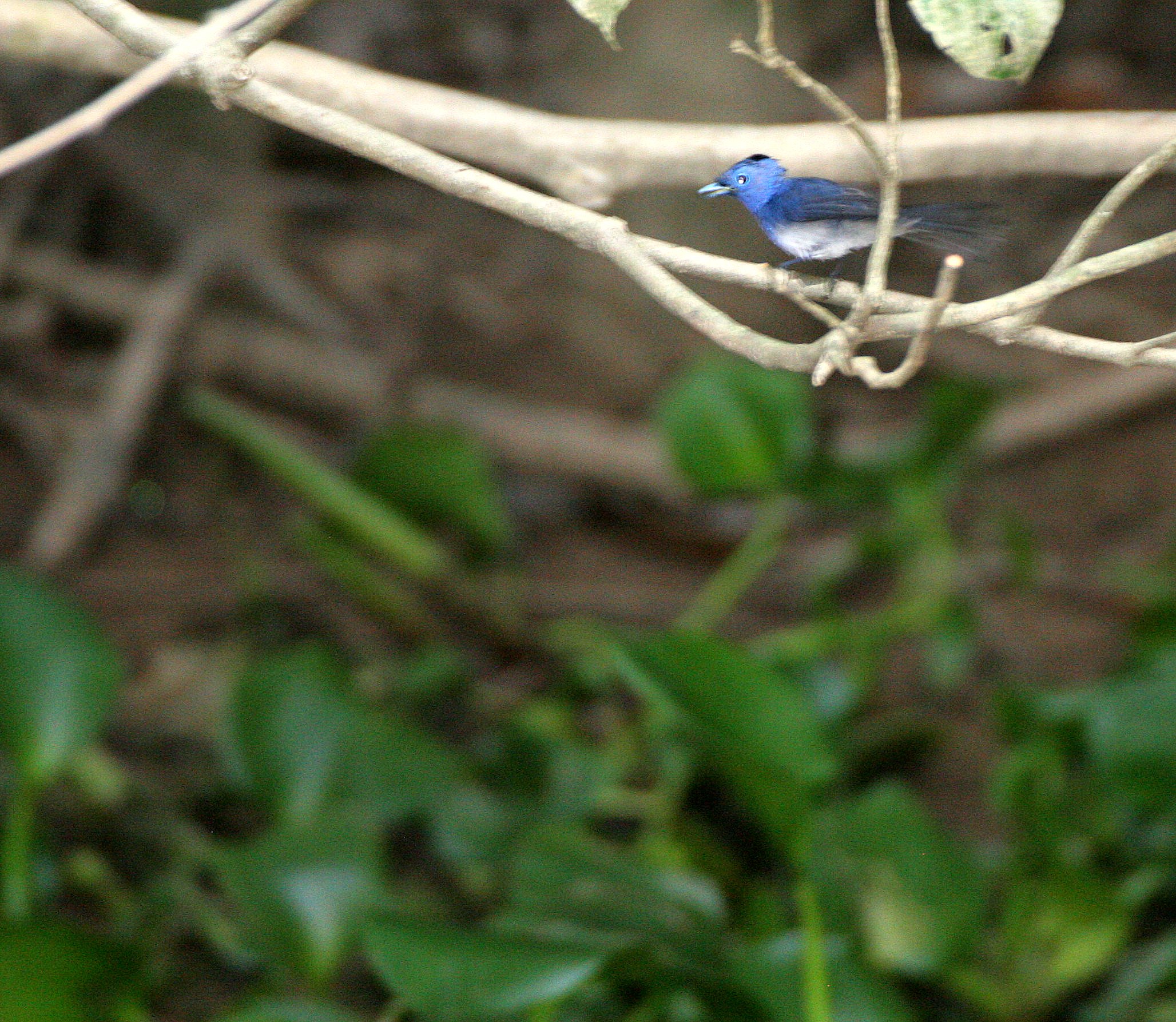 BIRD - MONARCH - BLACK-NAPED MONARCH - KINABATANGAN RIVER BORNEO (7).JPG