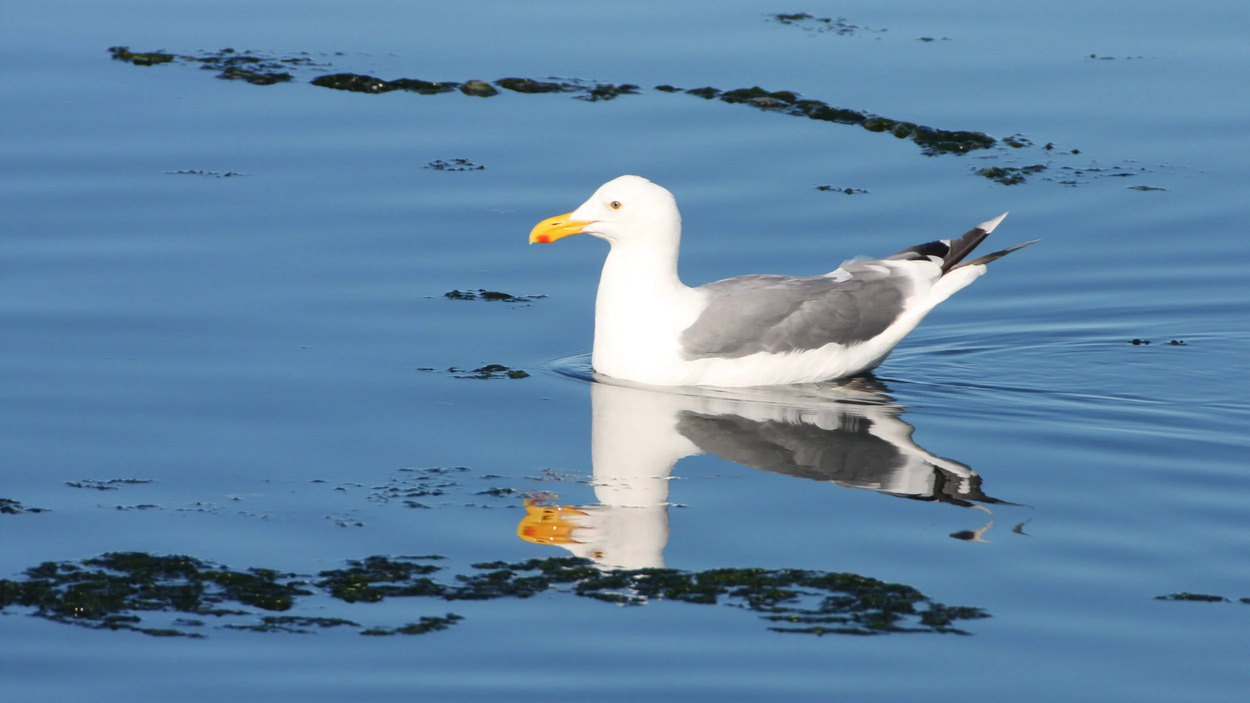 BIRD - GULL - WESTERN GULL - SEQUIM BAY (10).JPG