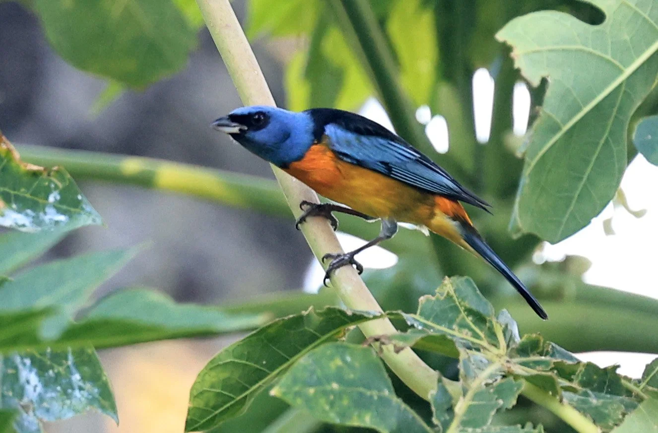 Blue-and-yellow Tanager (Thraupis bonariensis) Estancia Campo'i Paraguay