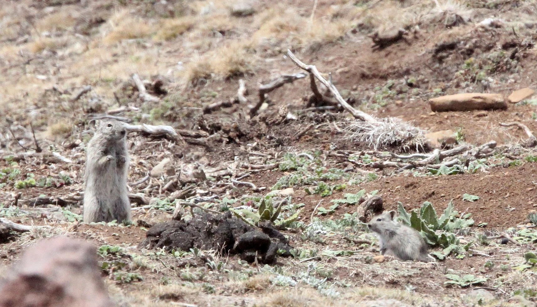 Arvicanthis blicki - BLICK'S GRASS RAT - BALE MOUNTAINS NATIONAL PARK ETHIOPIA (28).JPG
