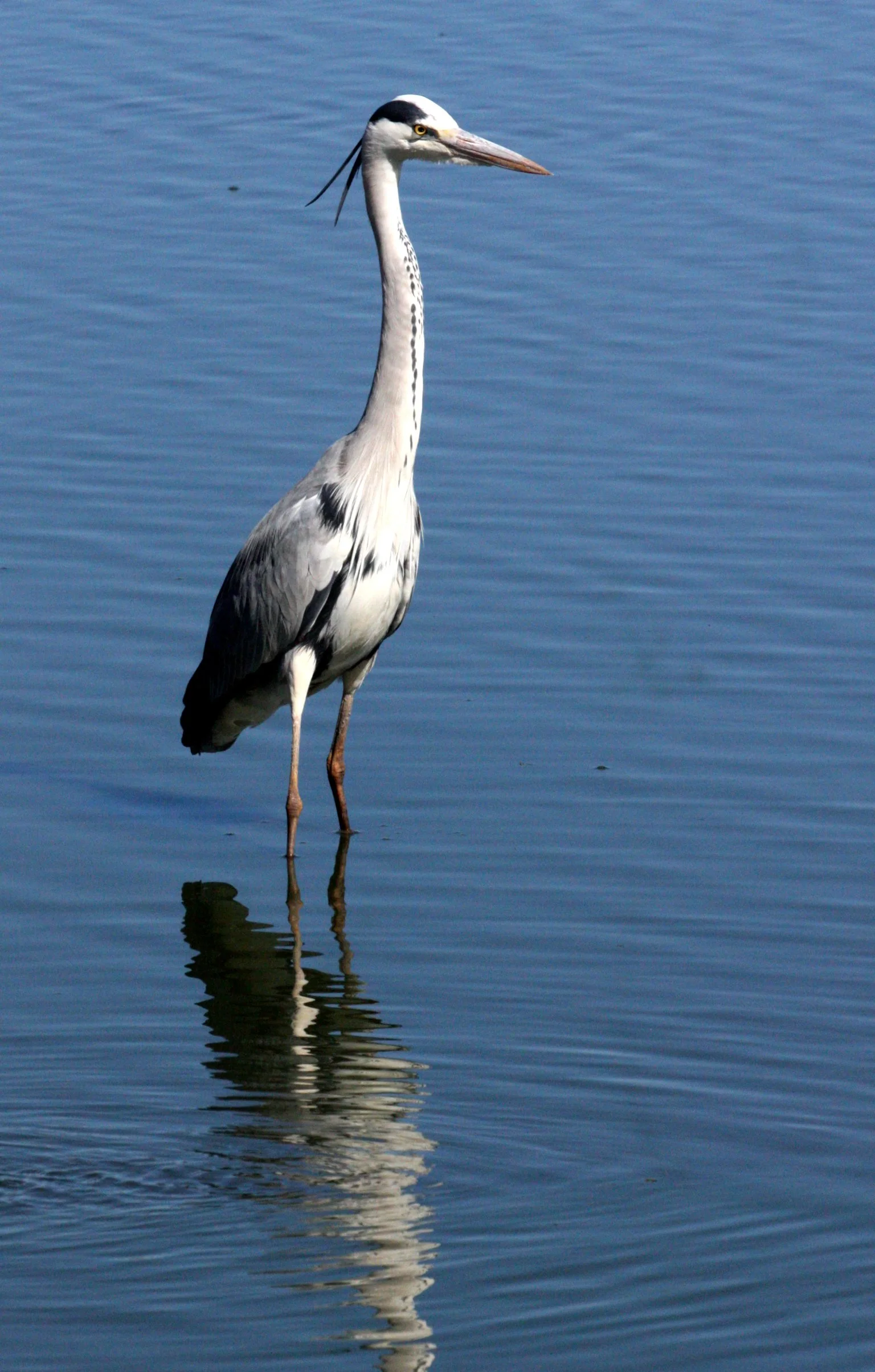 HERON - GREY HERON - Ardea cinerea - KRUGER NATIONAL PARK SOUTH AFRICA (30).JPG